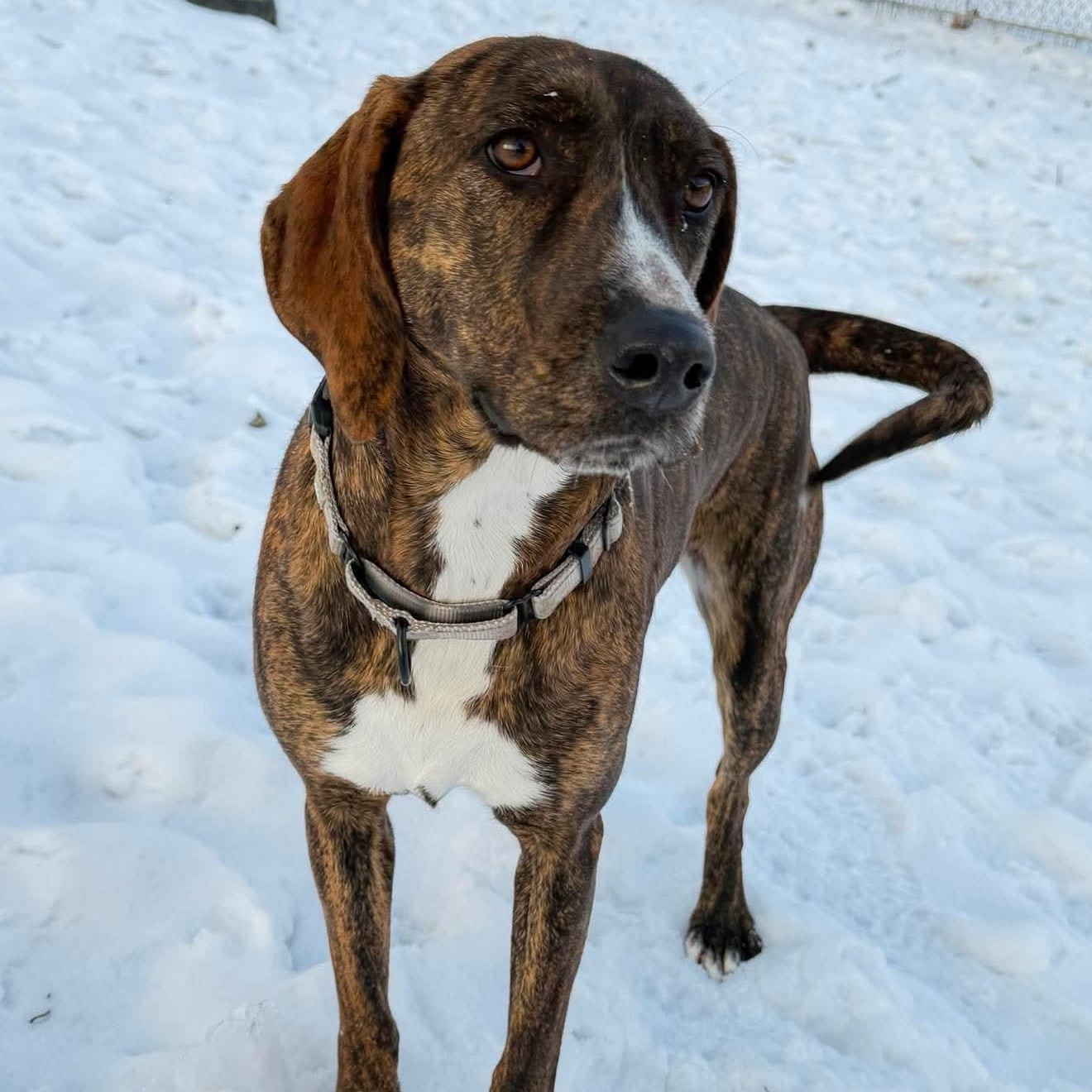 Enlarge Bella, an adopted mixed breed in Argyle, NY image 3/6