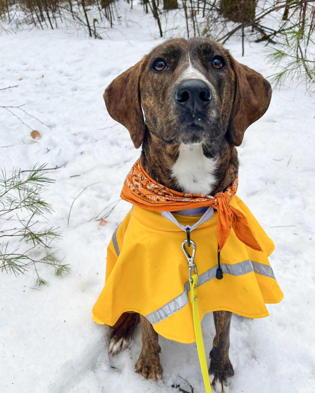 Enlarge Bella, an adopted mixed breed in Argyle, NY image 1/6