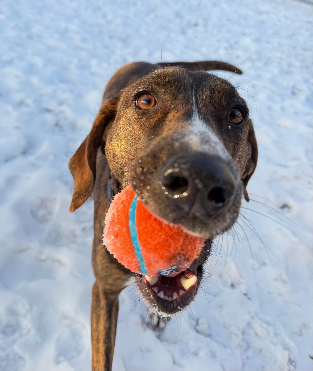 Enlarge Bella, an adopted mixed breed in Argyle, NY image 4/6