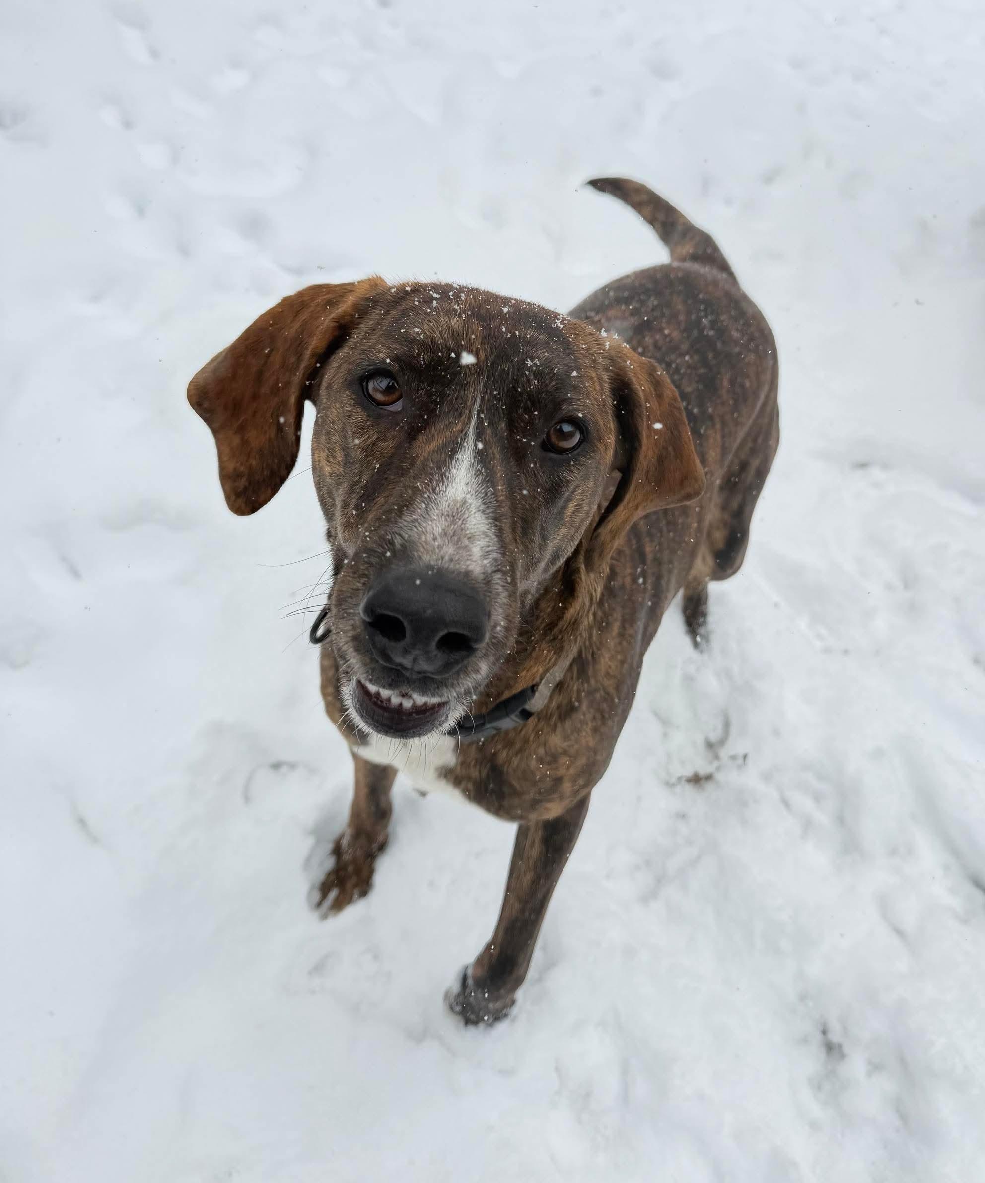 Bella, a Adoptable mixed breed in Argyle, NY image 1/6