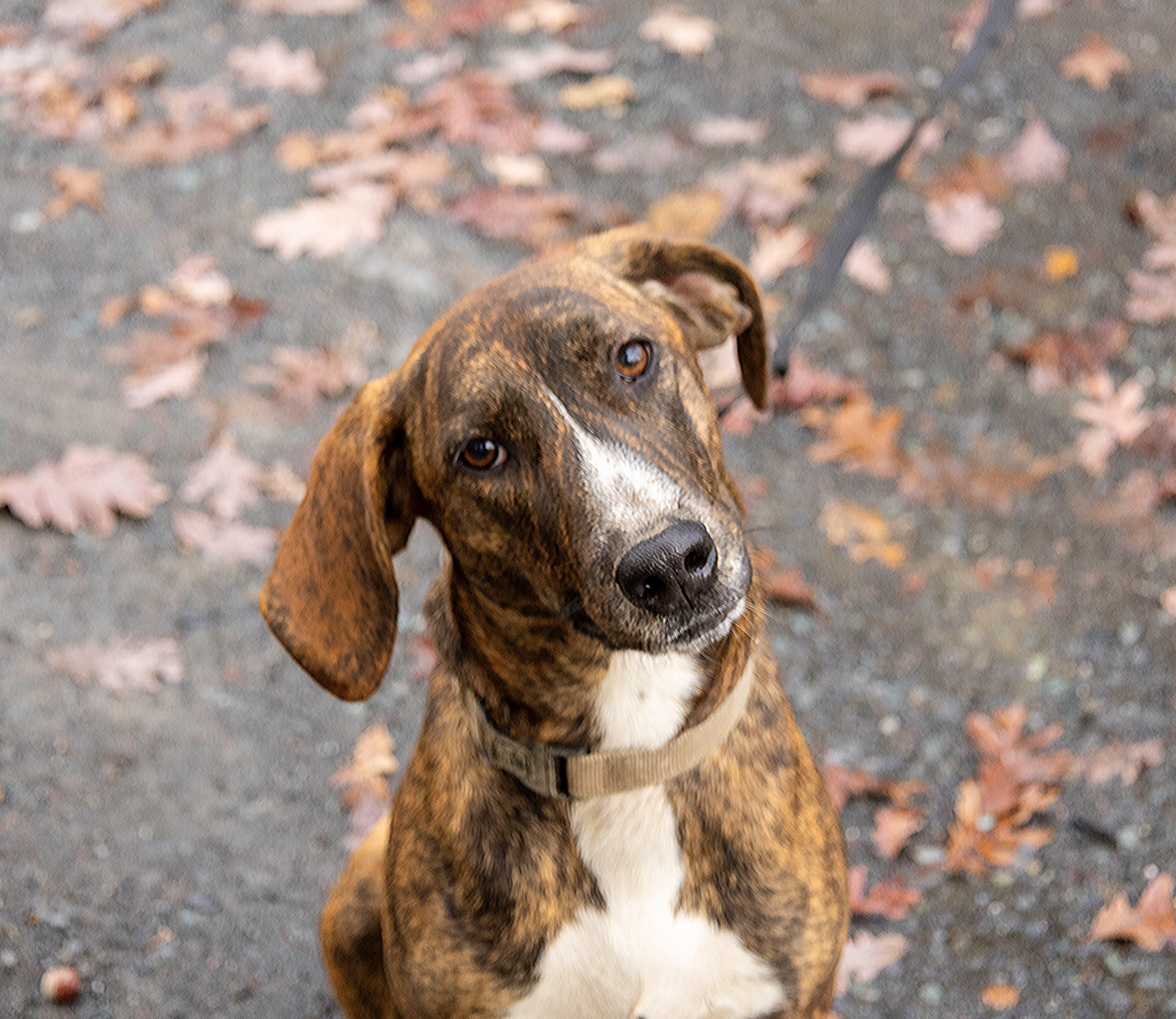 Bella, a Adoptable mixed breed in Argyle, NY image 5/6
