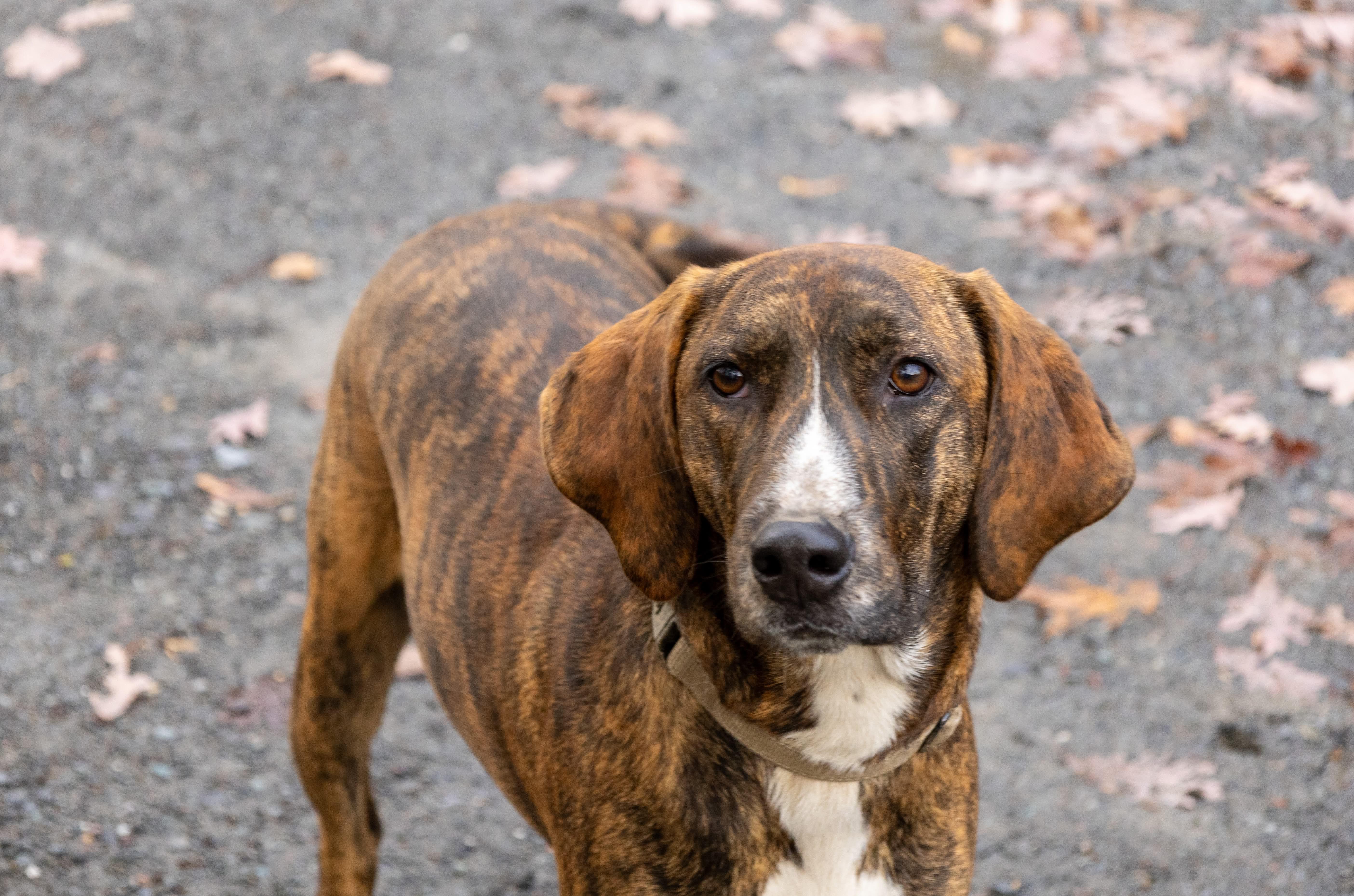 Bella, a Adoptable mixed breed in Argyle, NY image 6/6