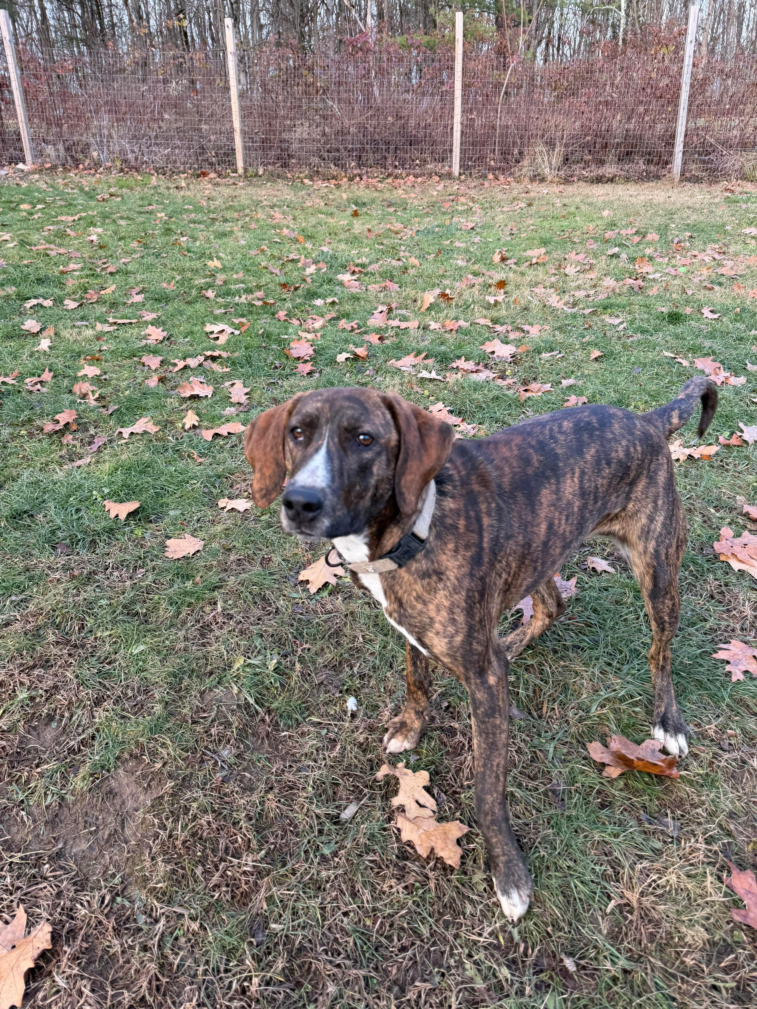 Bella, a Adoptable mixed breed in Argyle, NY image 4/6