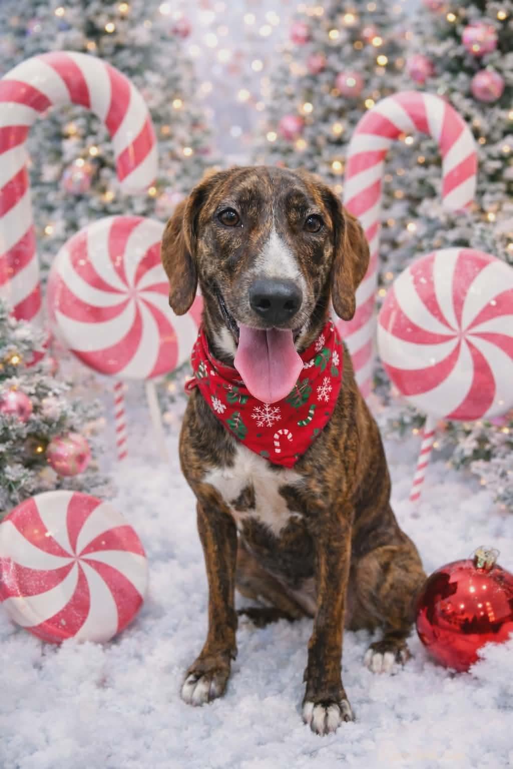 Enlarge Bella, a Adoptable mixed breed in Argyle, NY image 1/6