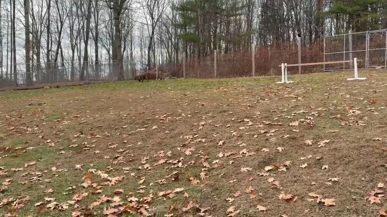 Enlarge Bella, a Adoptable mixed breed in Argyle, NY video 3/6