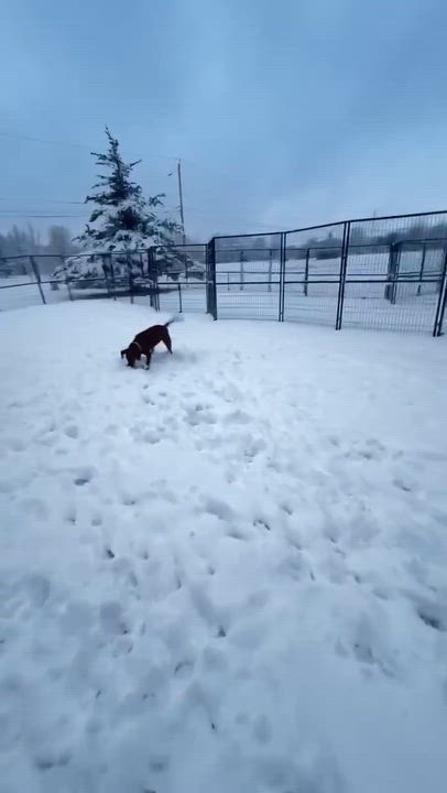 Enlarge Bella, an adopted mixed breed in Argyle, NY video 6/6