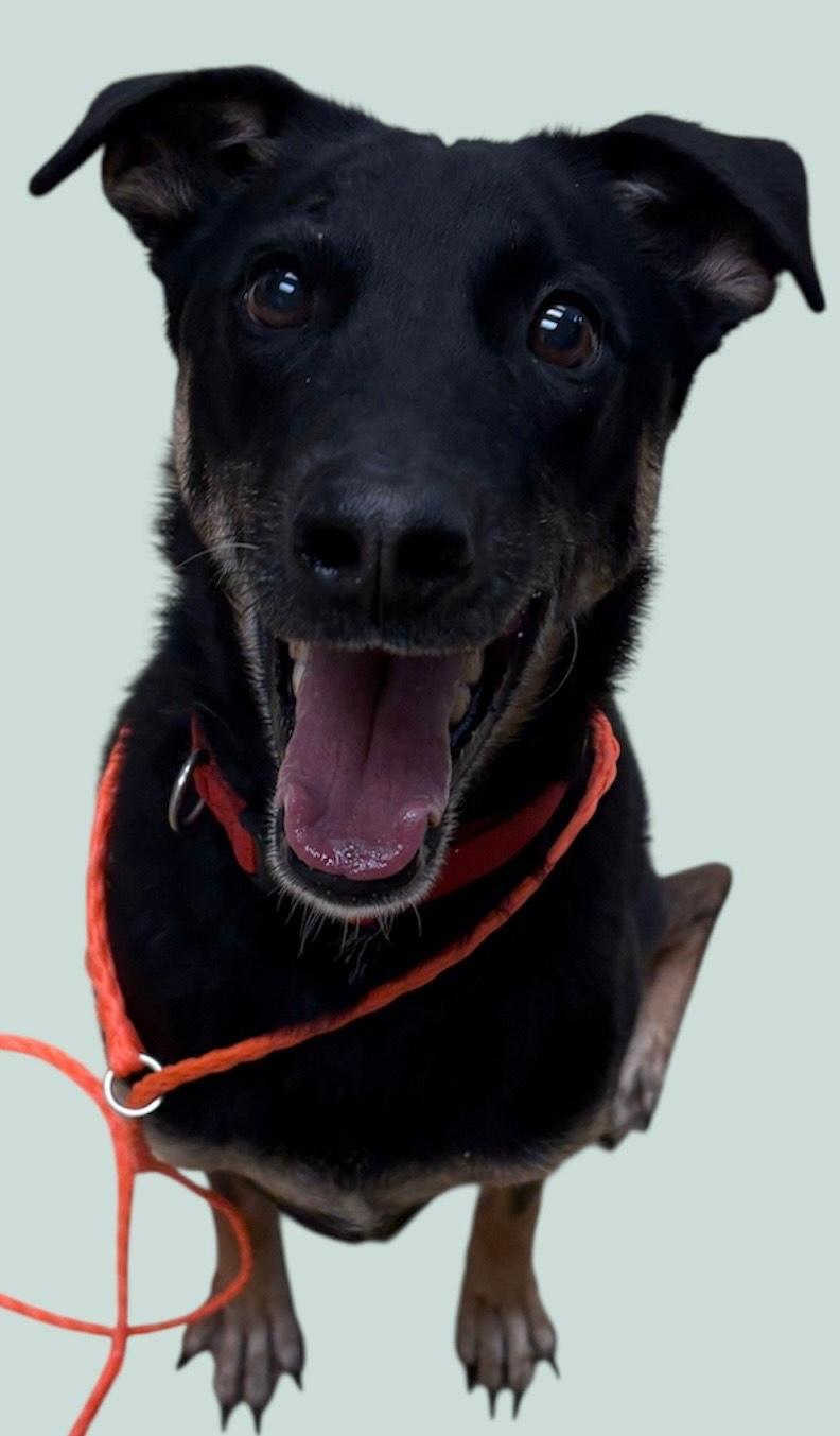 Enlarge Chase, a Adoptable mixed breed in New Castle, IN image 1/1