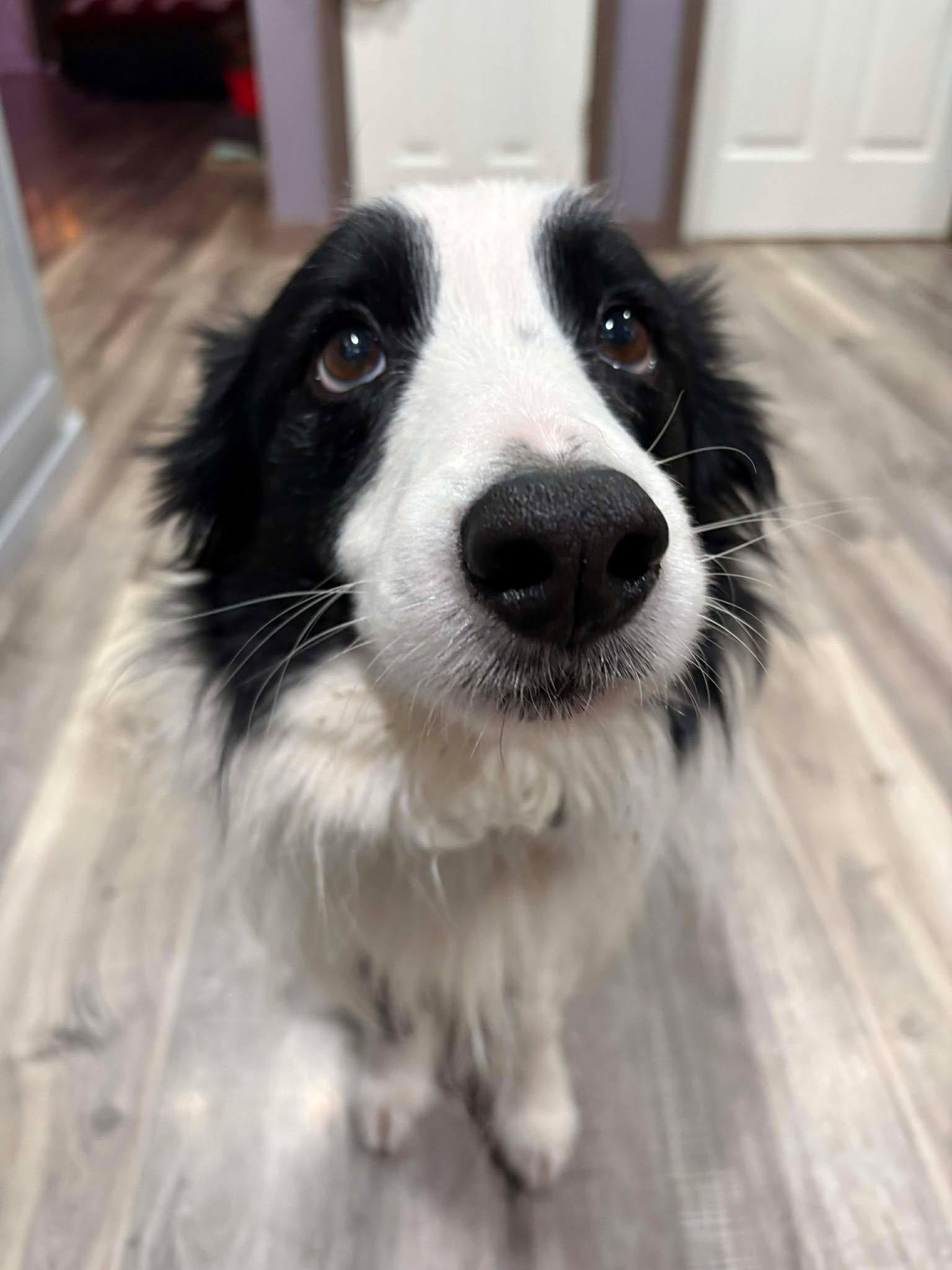 Halo, Adopted, Adult Male Border Collie.