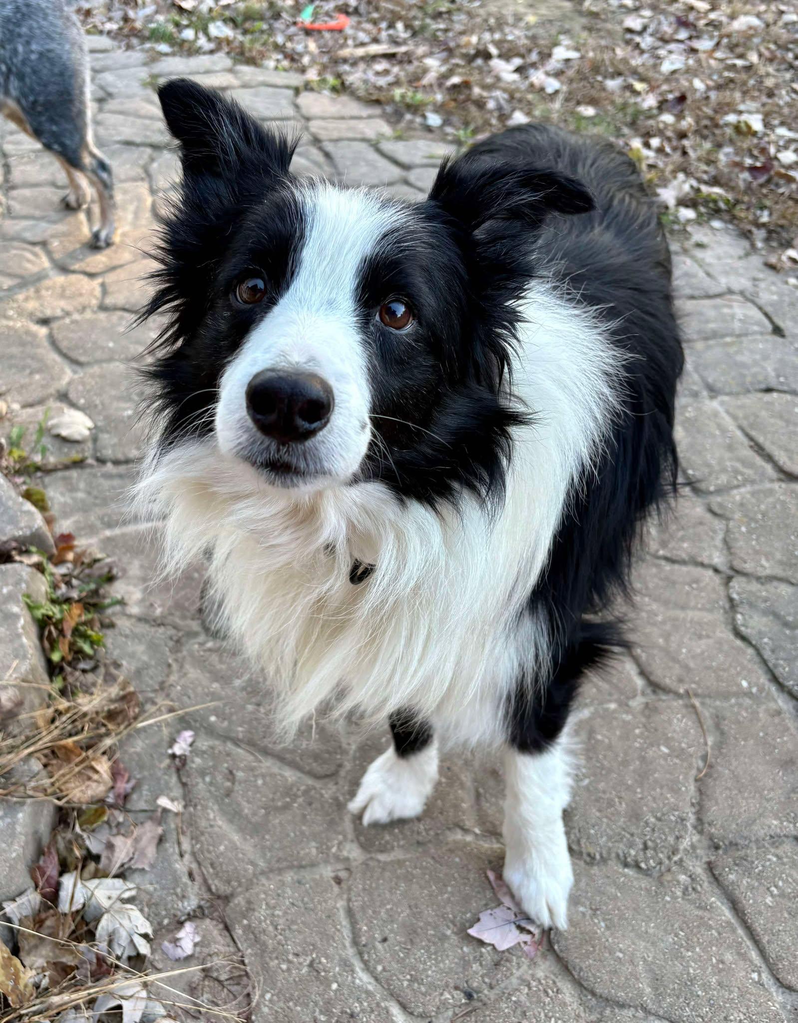 Halo, a Adopted Border Collie in Columbia, MO image 2/2