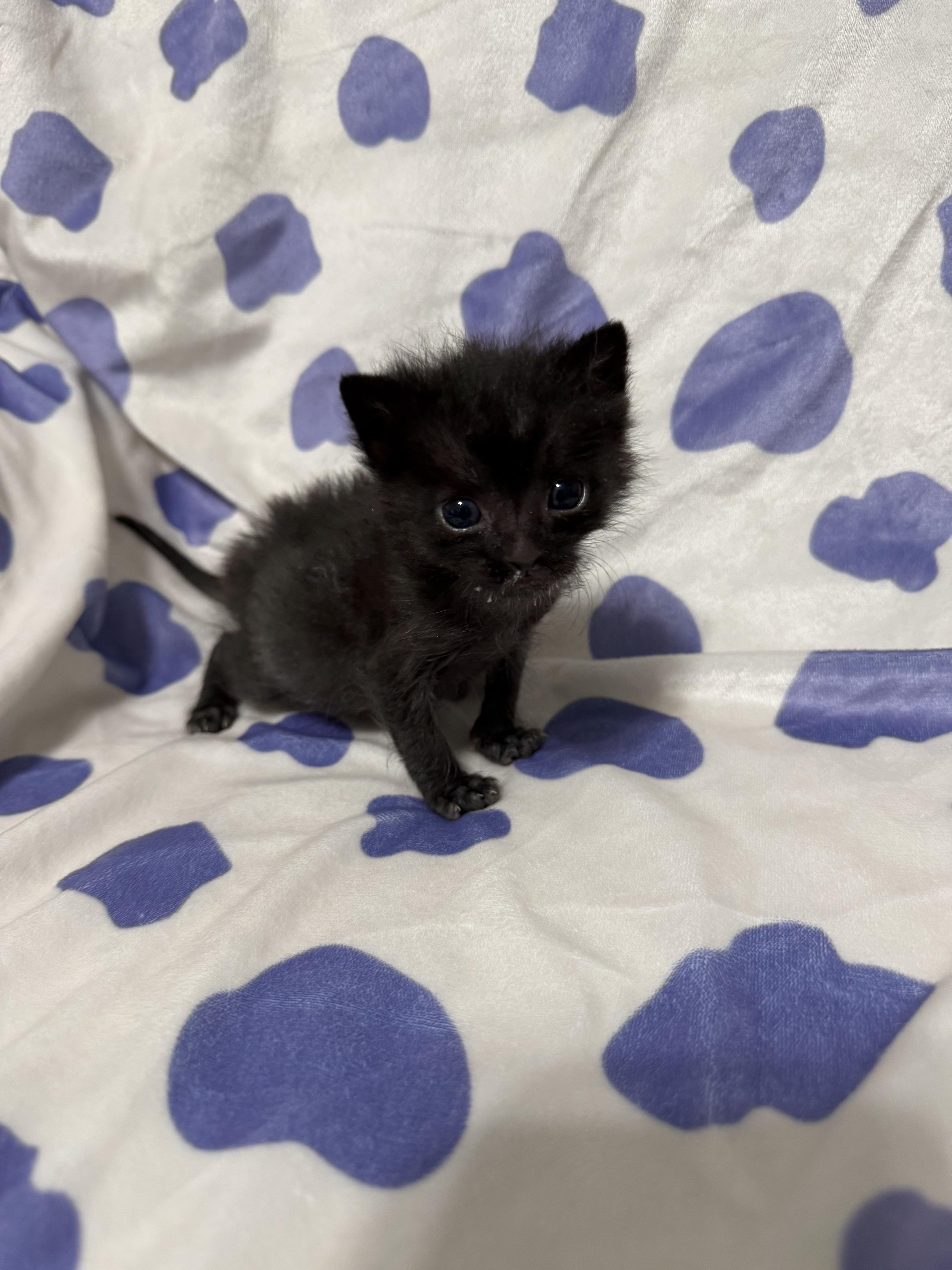Toe, a Adoptable Domestic Short Hair in Fruit Heights, UT image 1/6