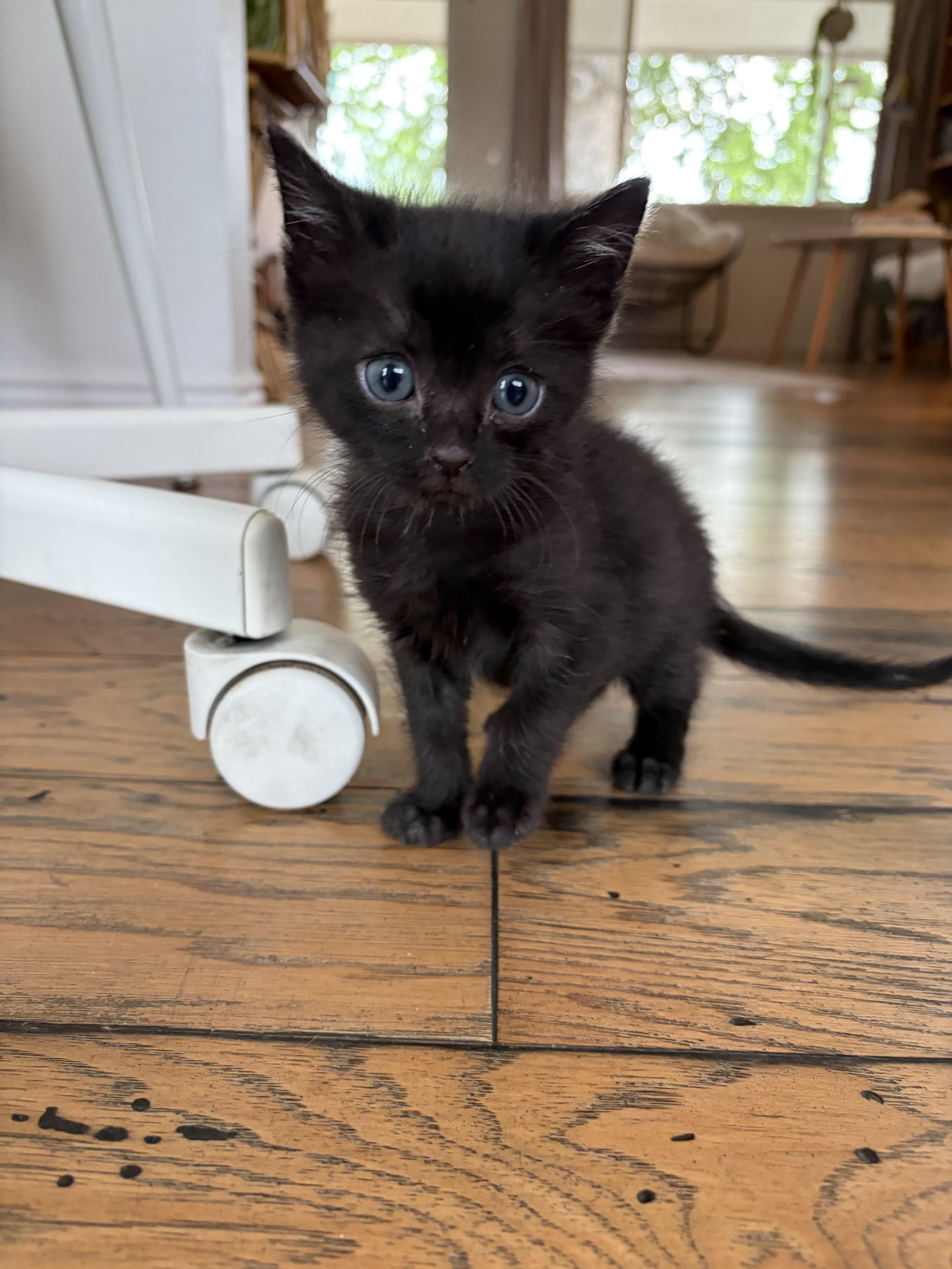Toe, a Adoptable Domestic Short Hair in Fruit Heights, UT image 3/6