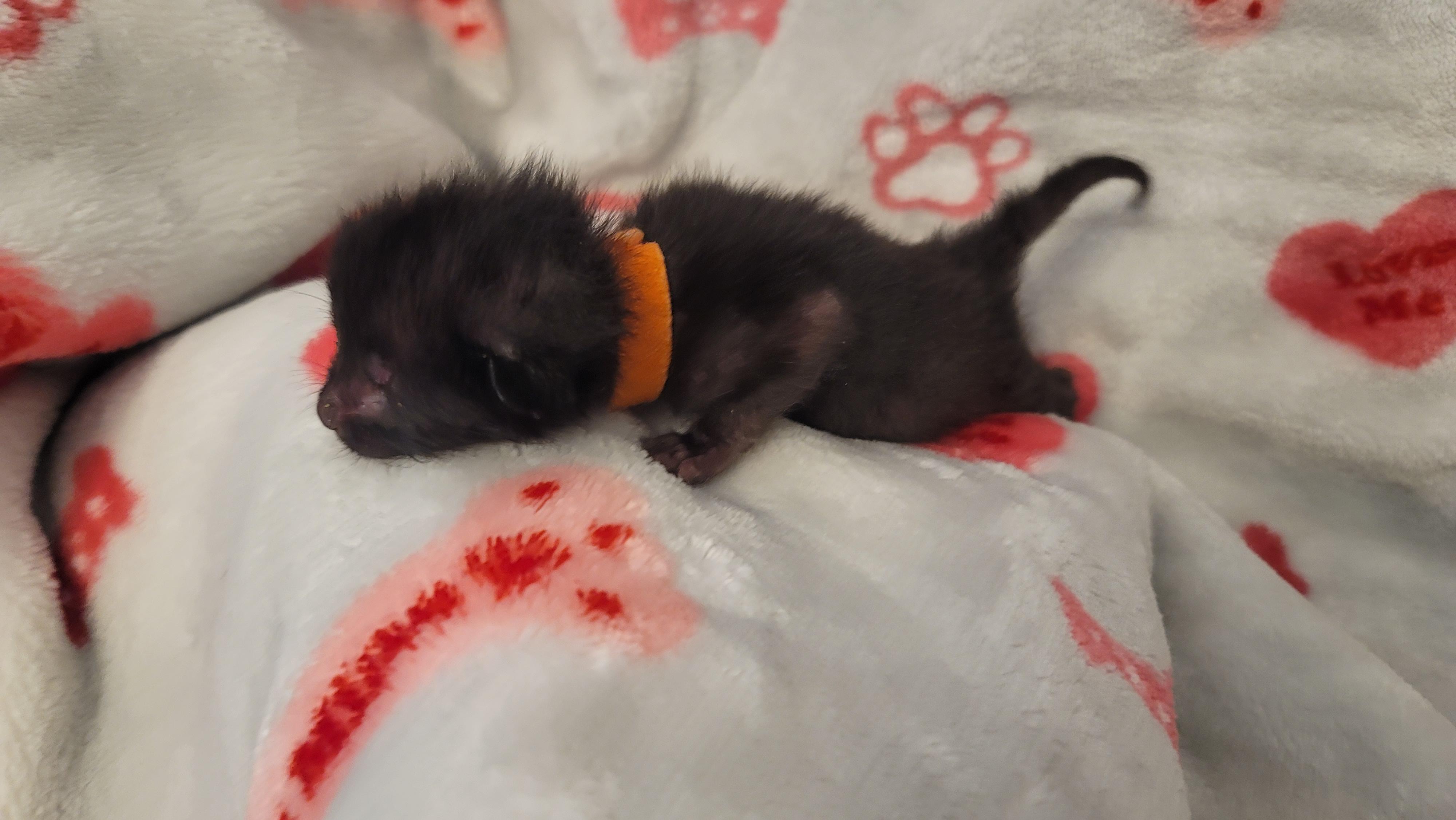 Toe, a Adoptable Domestic Short Hair in Fruit Heights, UT image 4/6