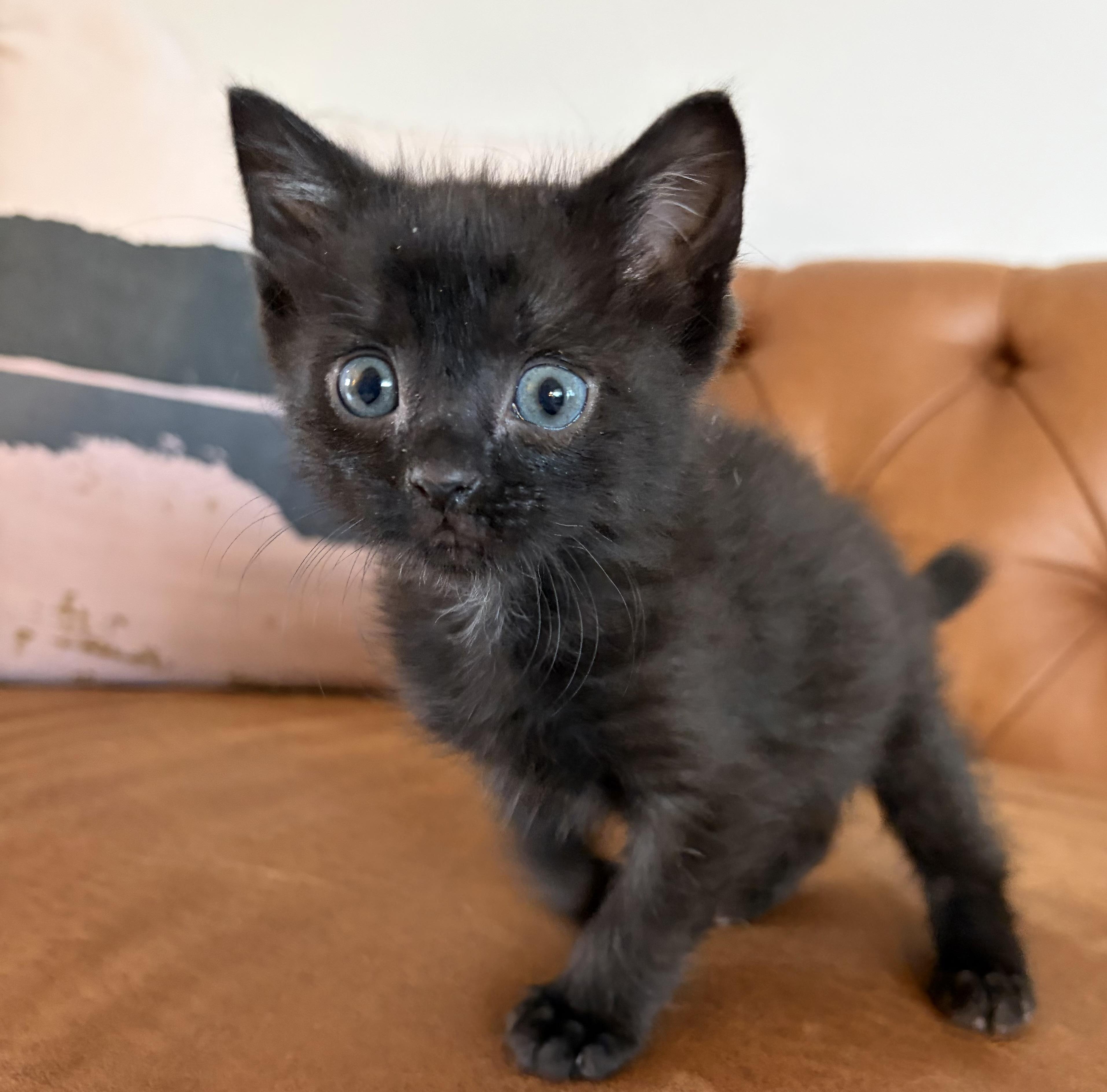 Toe, a Adoptable Domestic Short Hair in Fruit Heights, UT image 5/6