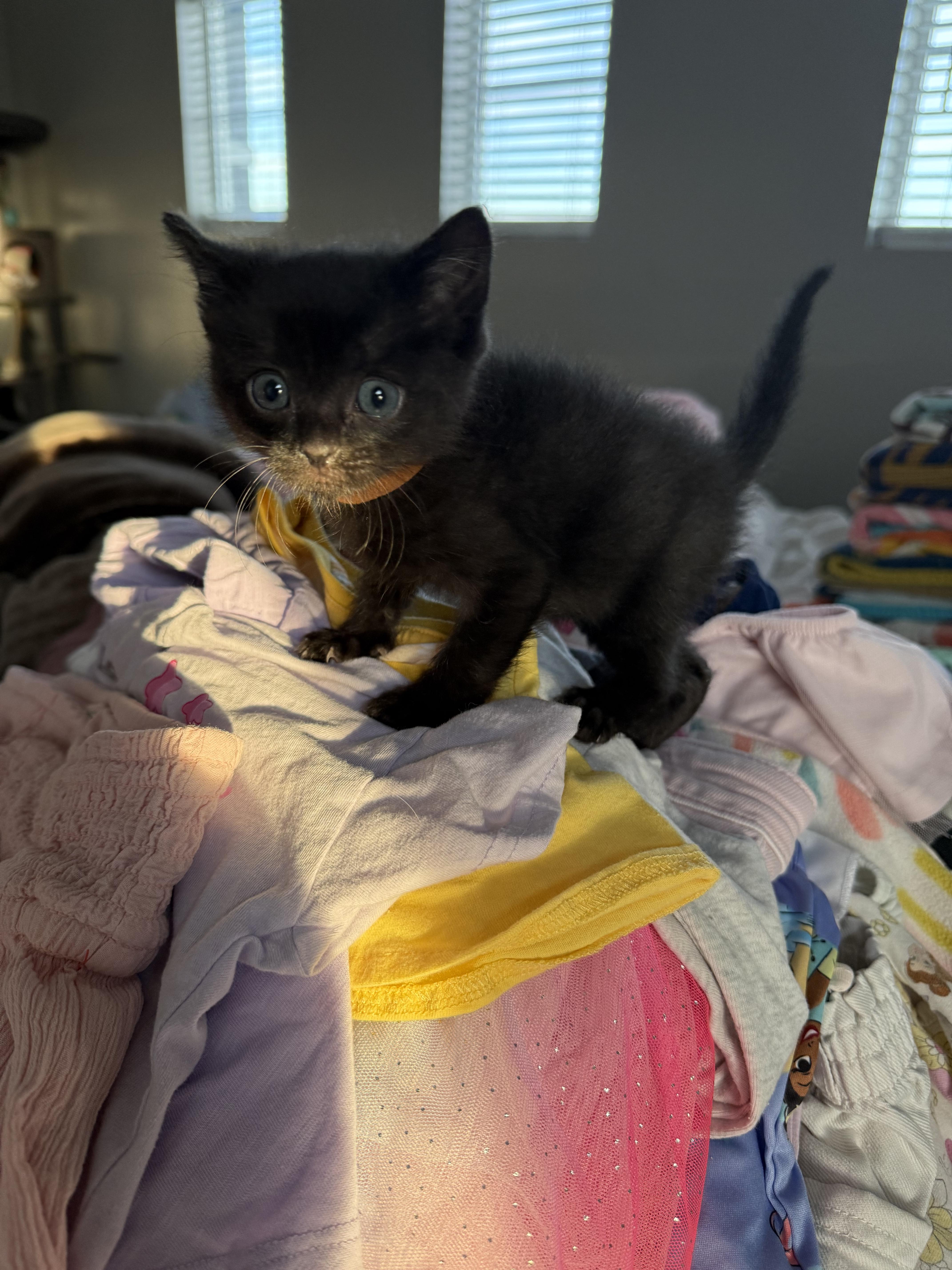 Toe, a Adoptable Domestic Short Hair in Fruit Heights, UT image 6/6