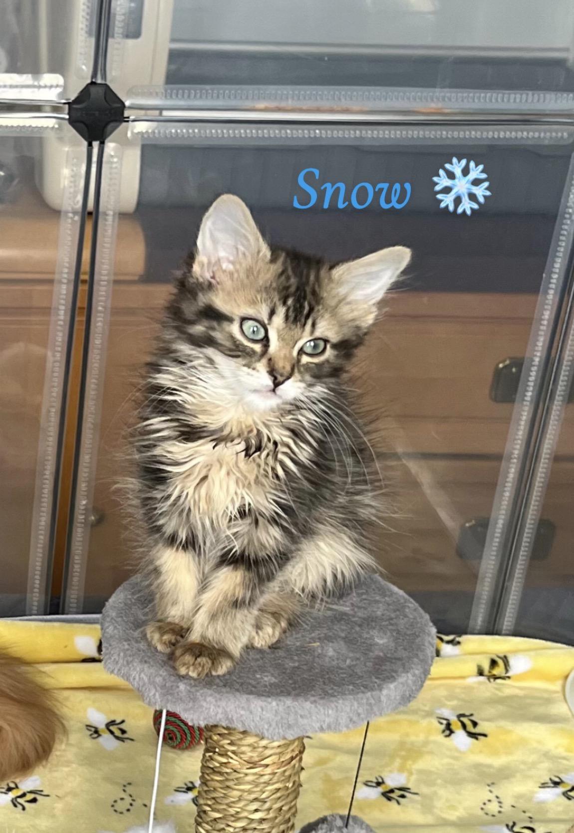 Enlarge Adoption Meet n Greet-Pet Valu Clarkson , an adopted Domestic Short Hair in Mississauga, ON image 6/6