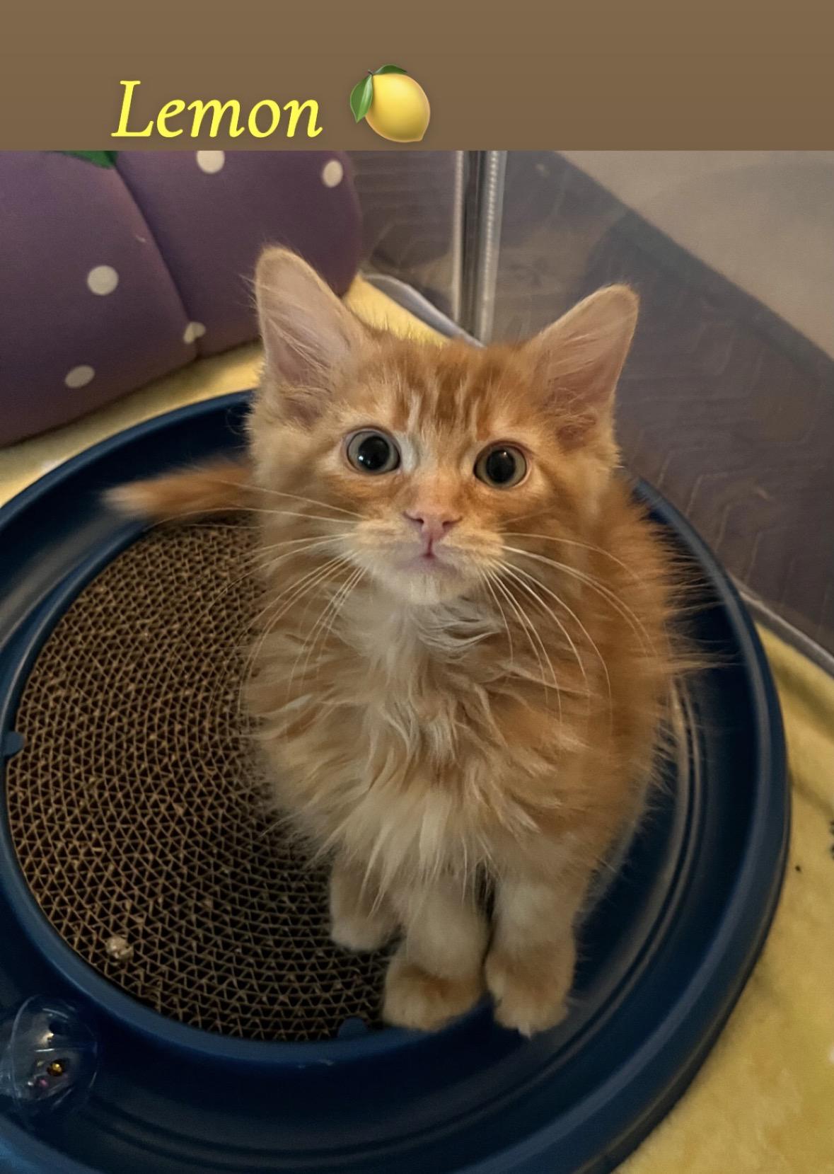 Enlarge Adoption Meet n Greet-Pet Valu Clarkson , an adopted Domestic Short Hair in Mississauga, ON image 2/6