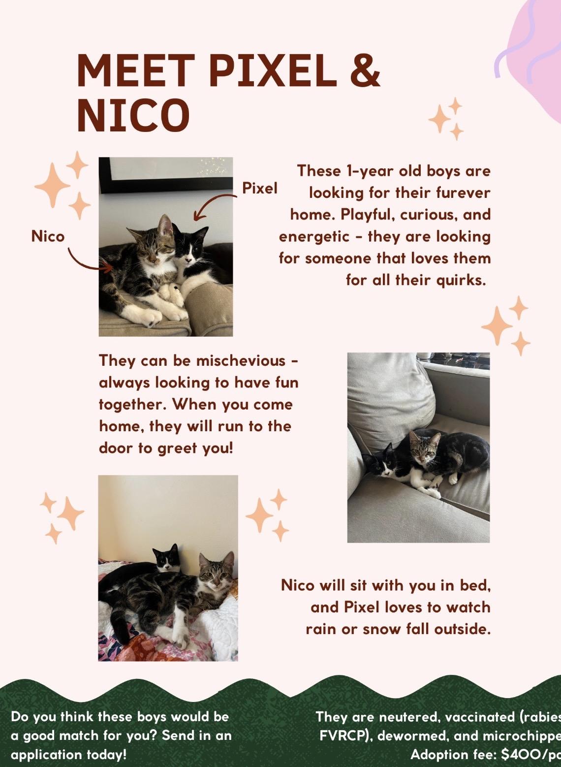 Enlarge Adoption Meet n Greet-Pet Valu Clarkson , an adopted Domestic Short Hair in Mississauga, ON image 4/6