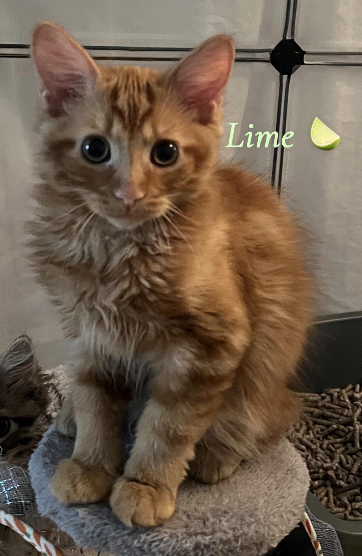 Enlarge Adoption Meet n Greet-Pet Valu Clarkson , an adopted Domestic Short Hair in Mississauga, ON image 3/6