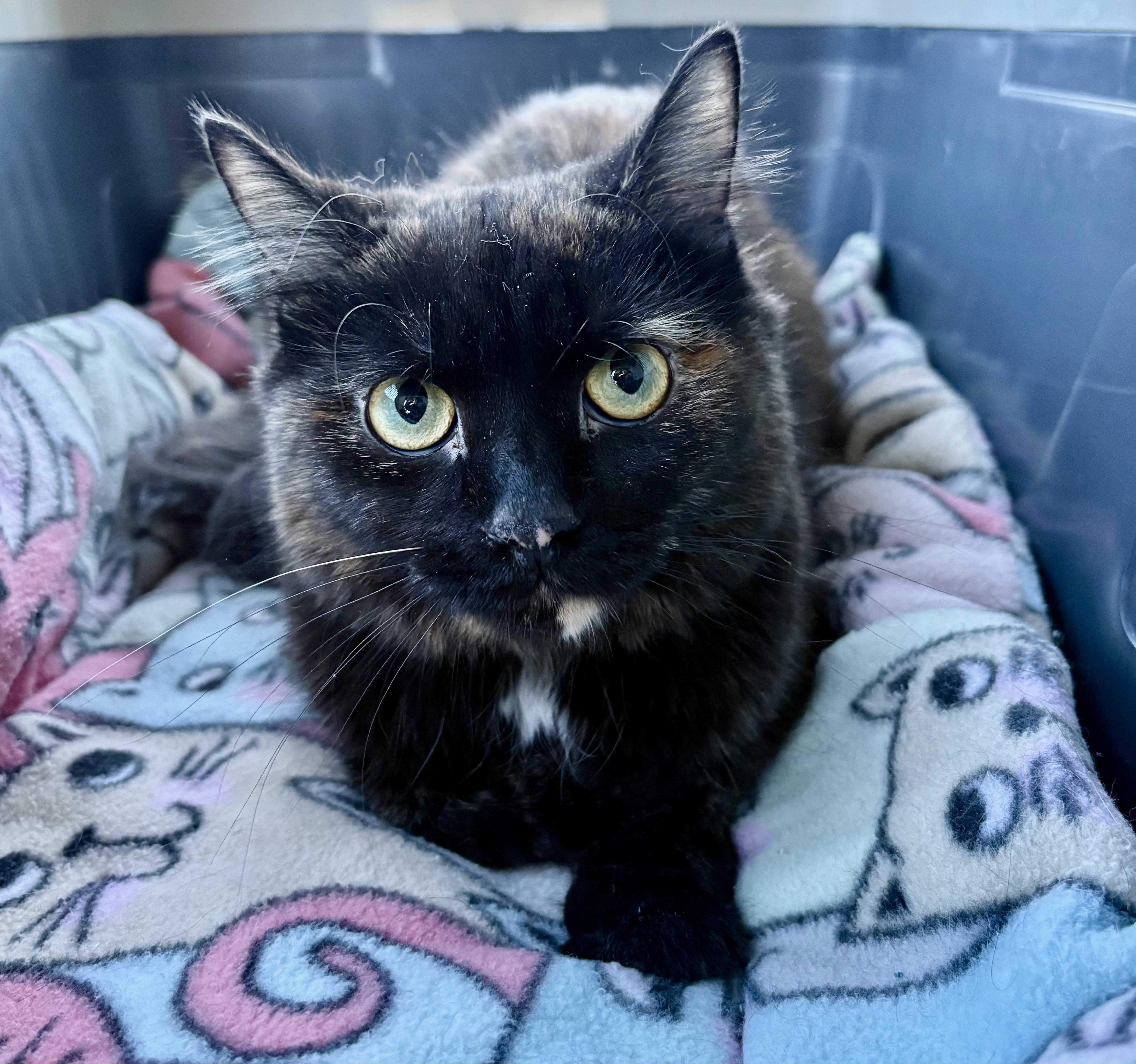 Enlarge Adoption Meet n Greet-Pet Valu Clarkson , an adopted Domestic Short Hair in Mississauga, ON image 5/6