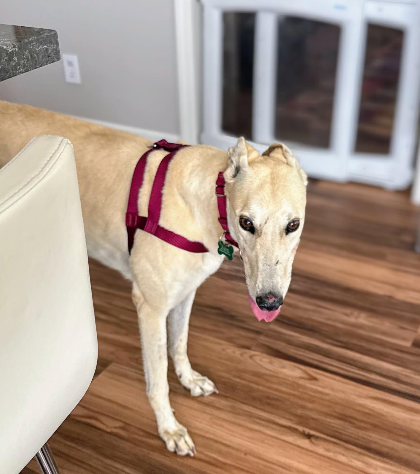 Paris, a Adopted Greyhound in Kansas City, MO image 1/3