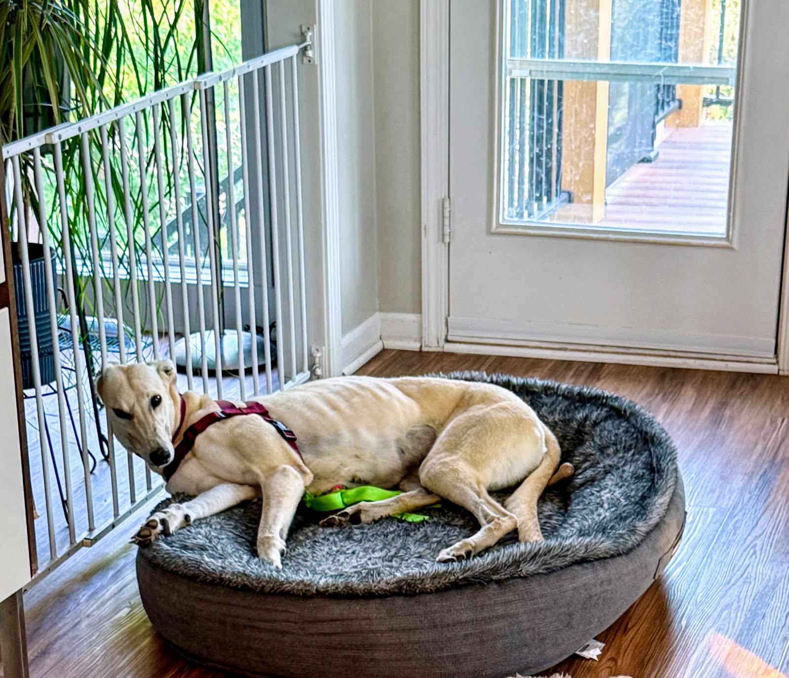 Paris, a Adopted Greyhound in Kansas City, MO image 2/3