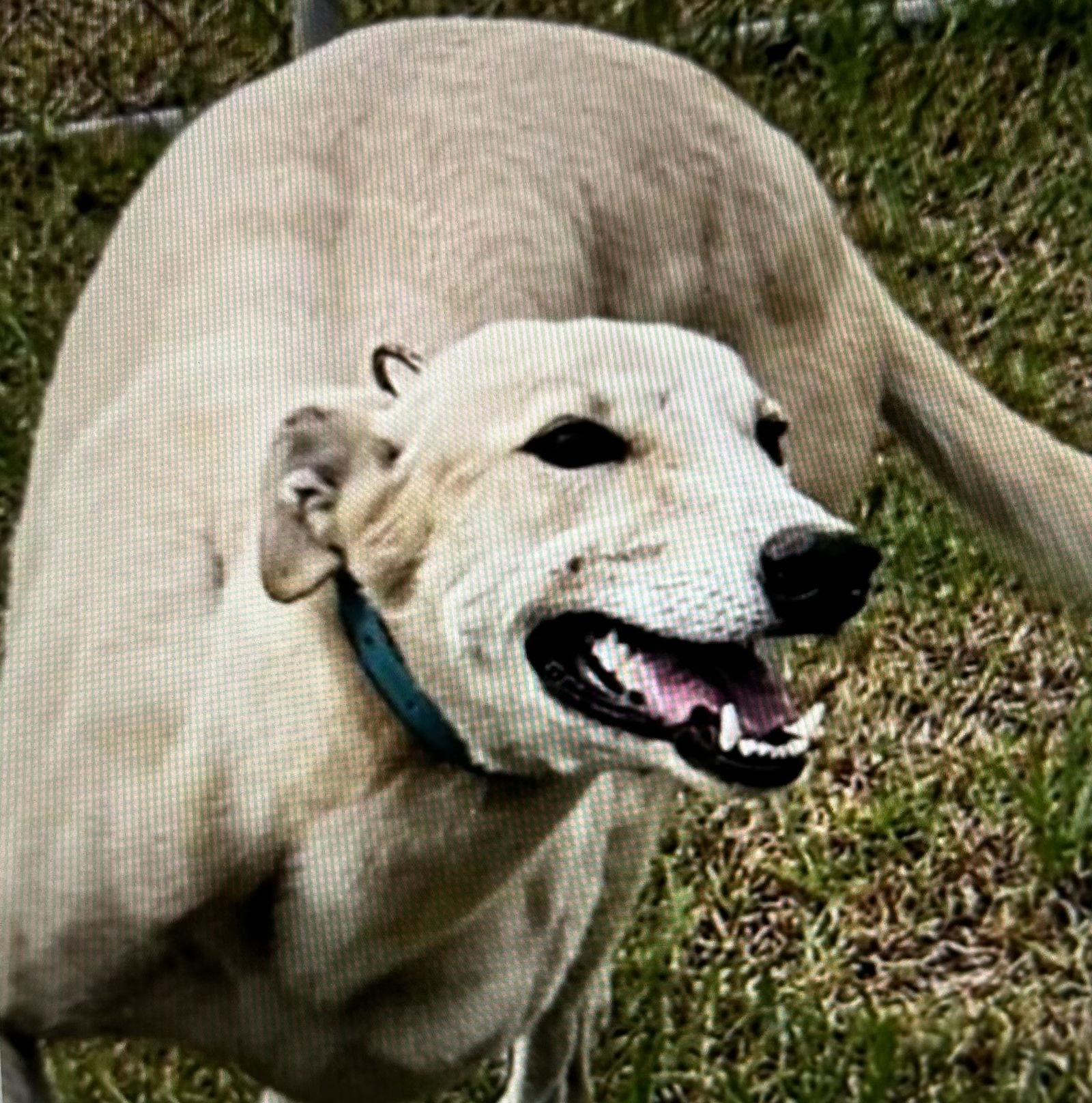 Paris, a Adopted Greyhound in Kansas City, MO image 3/3