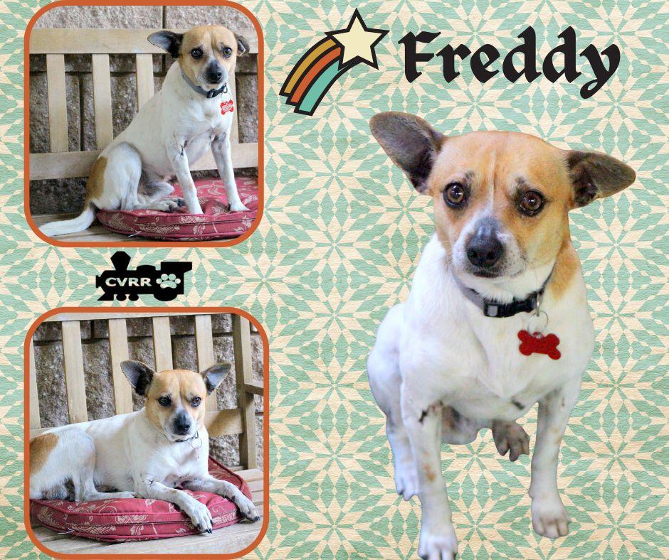 Enlarge Freddy, a Adoptable Jack Russell Terrier in LINDSAY, CA image 1/1