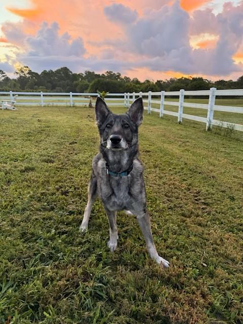 Enlarge Mita, a Adoptable German Shepherd Dog in Palm City, FL image 2/2