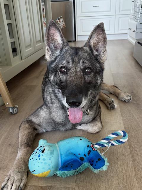 Mita, Adoptable, Senior Female German Shepherd Dog.