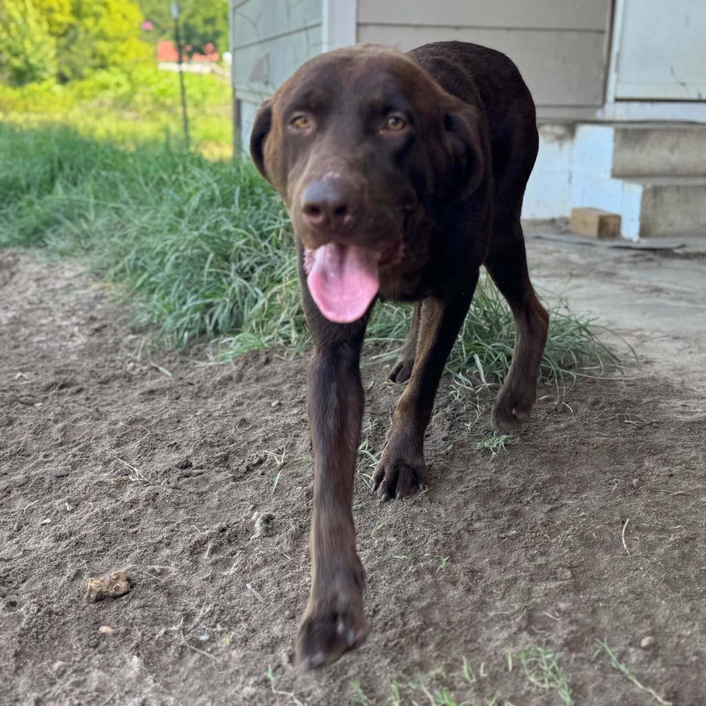 Jb, Adoptable, Adult Male Labrador Retriever.