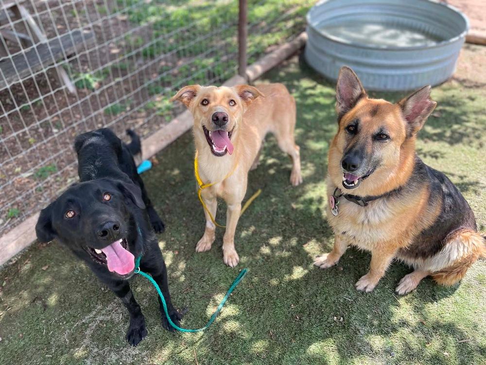 Enlarge Danielsse / Scooter, a Adoptable mixed breed in Broomfield, CO image 6/6