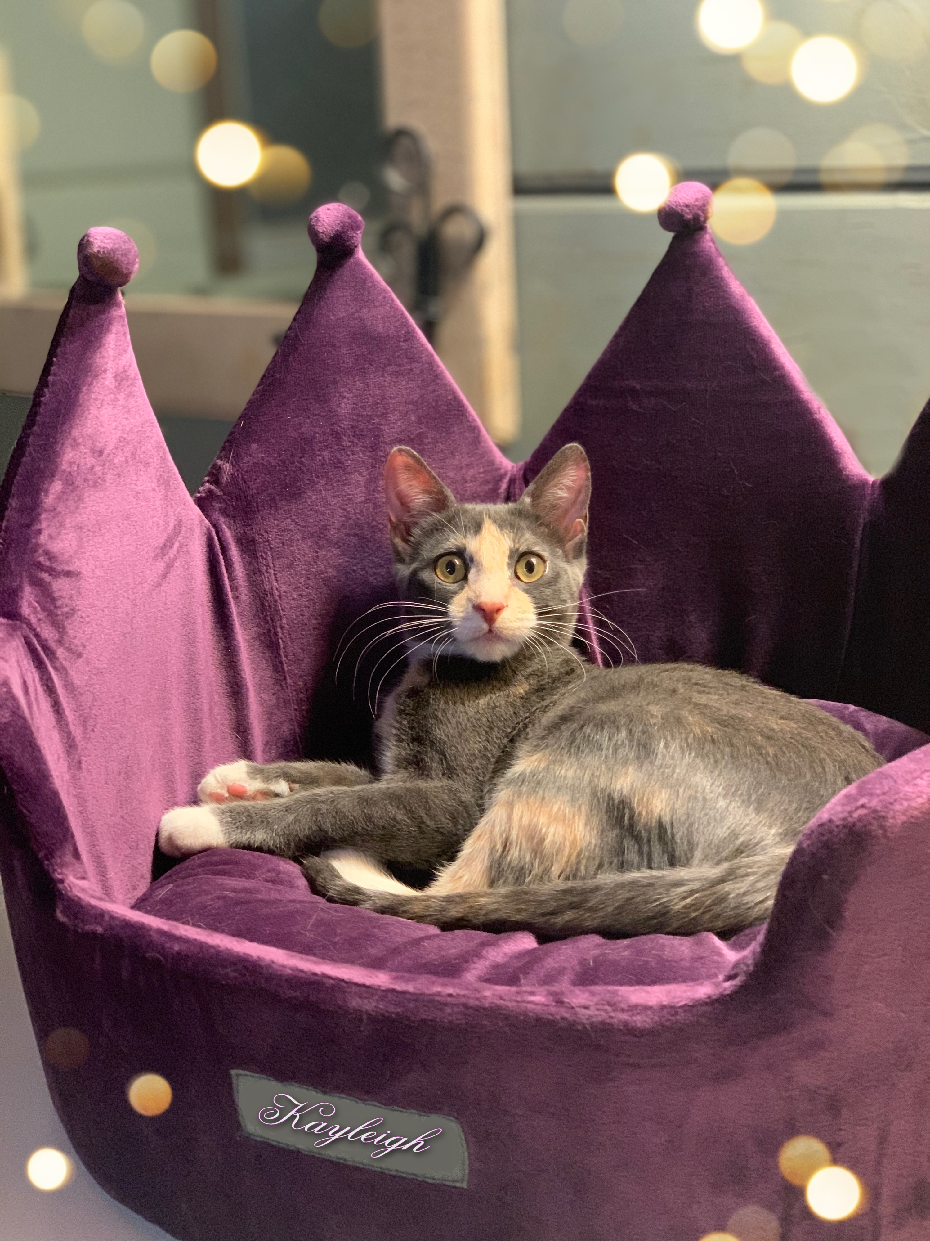 Enlarge Kayleigh, a Adoptable Dilute Calico in Houston, TX image 1/8