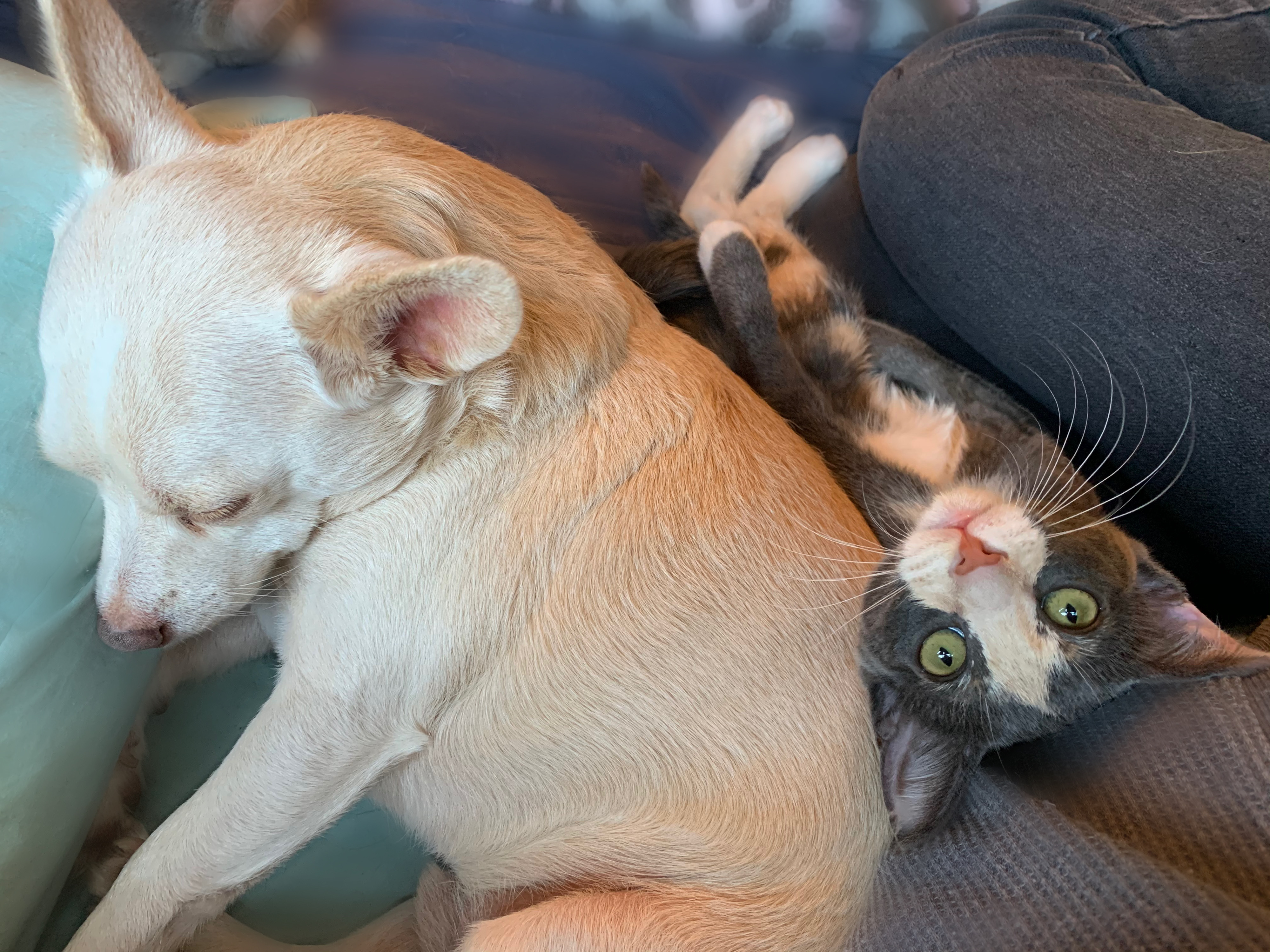 Enlarge Kayleigh, a Adoptable Dilute Calico in Houston, TX image 2/8