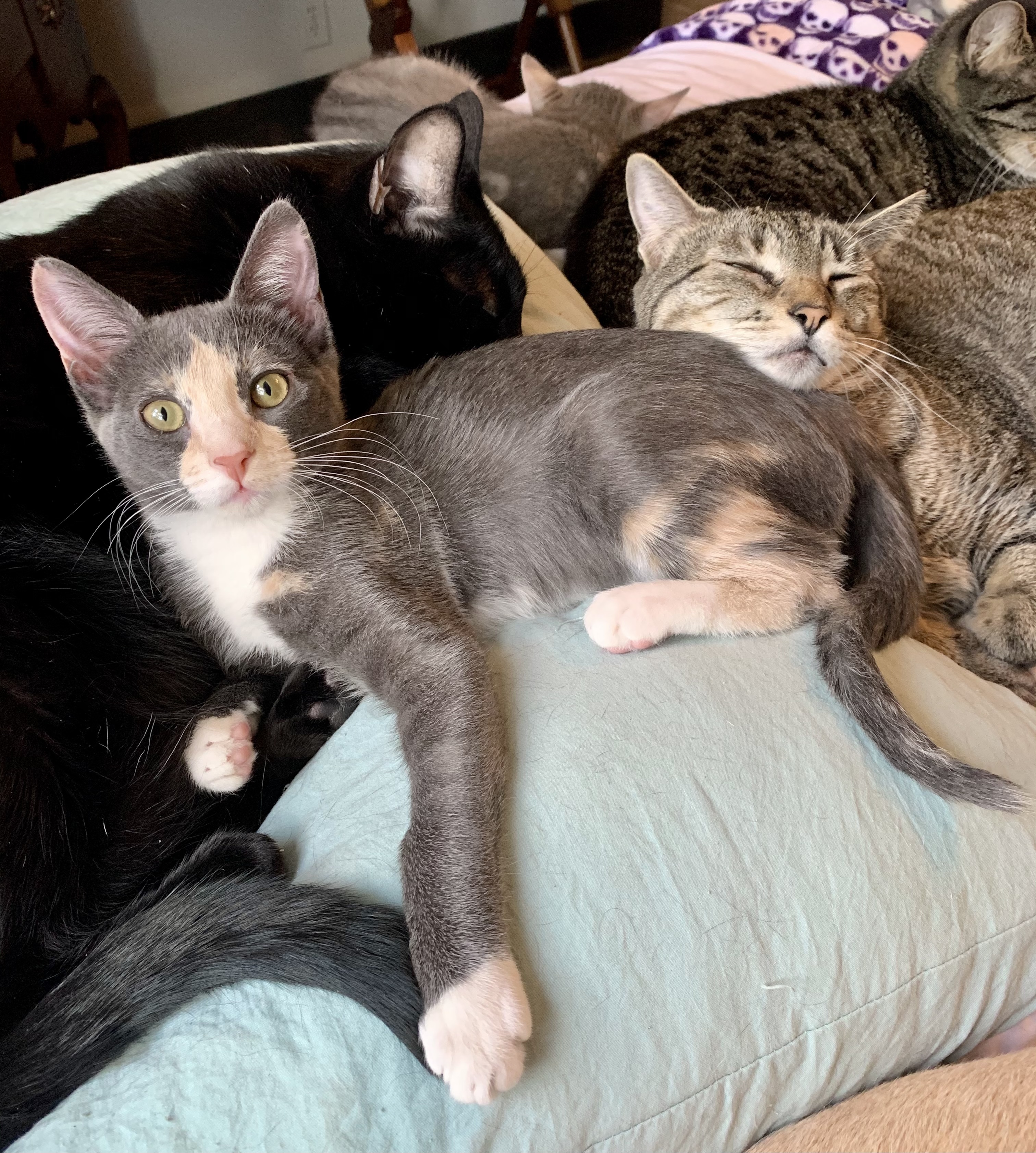 Enlarge Kayleigh, a Adoptable Dilute Calico in Houston, TX image 3/8