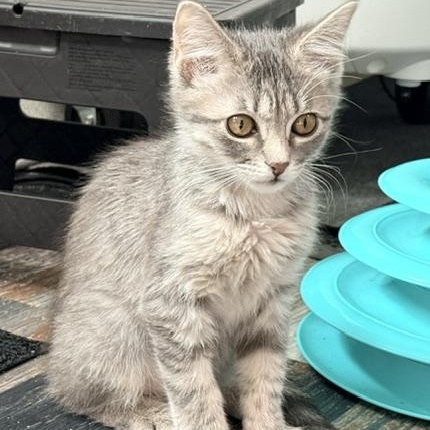 Enlarge Lee, an adopted Domestic Short Hair in Beaufort, SC image 3/4