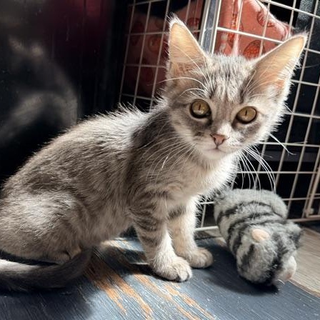 Enlarge Lee, an adopted Domestic Short Hair in Beaufort, SC image 2/4