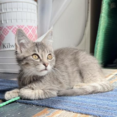 Enlarge Lee, an adopted Domestic Short Hair in Beaufort, SC image 4/4