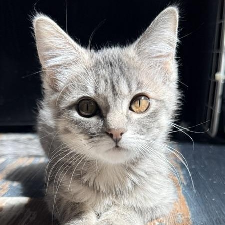 Lee, adopted, Kitten Female Domestic Short Hair.