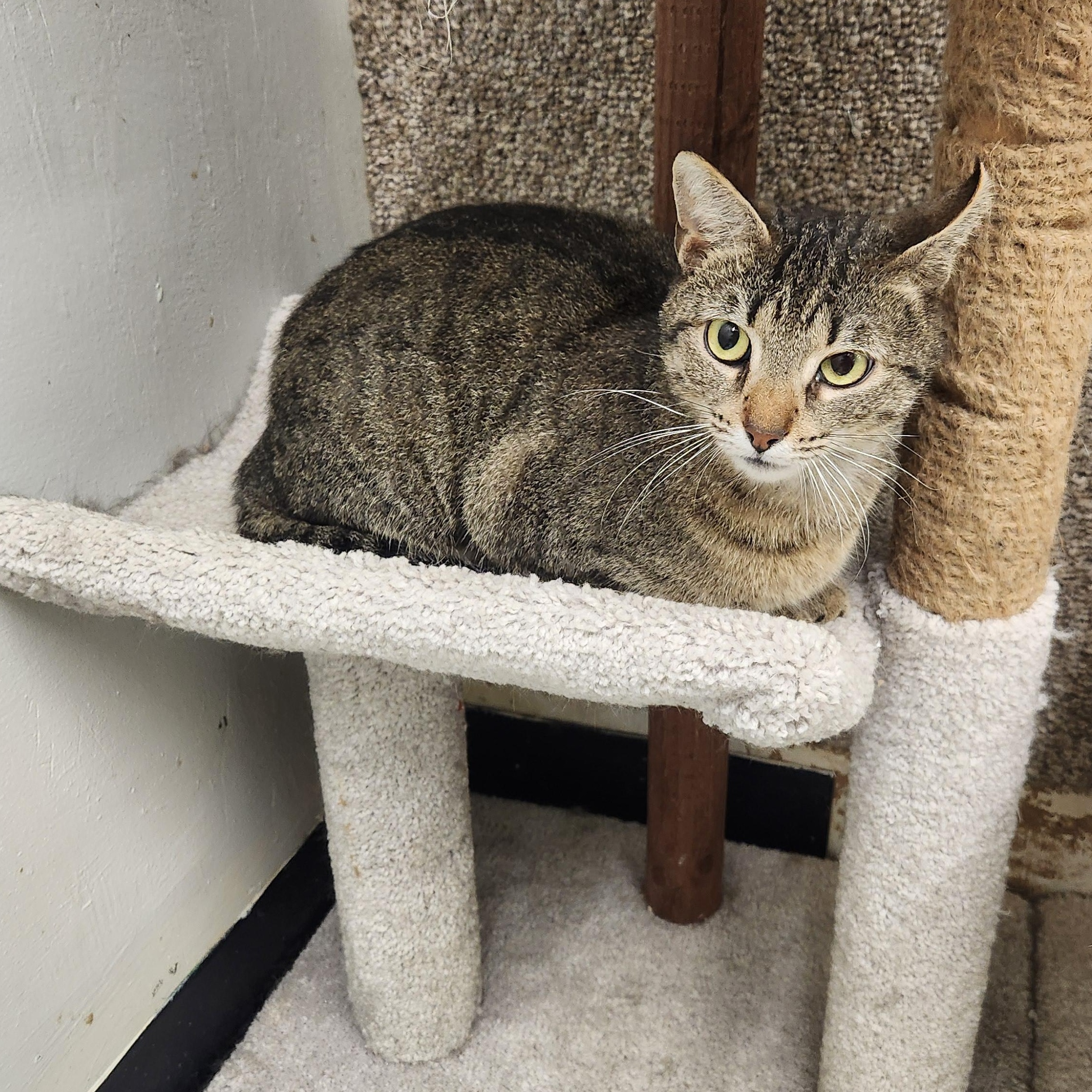 Enlarge Bella, a Adoptable Domestic Short Hair in Sharon, PA image 2/2