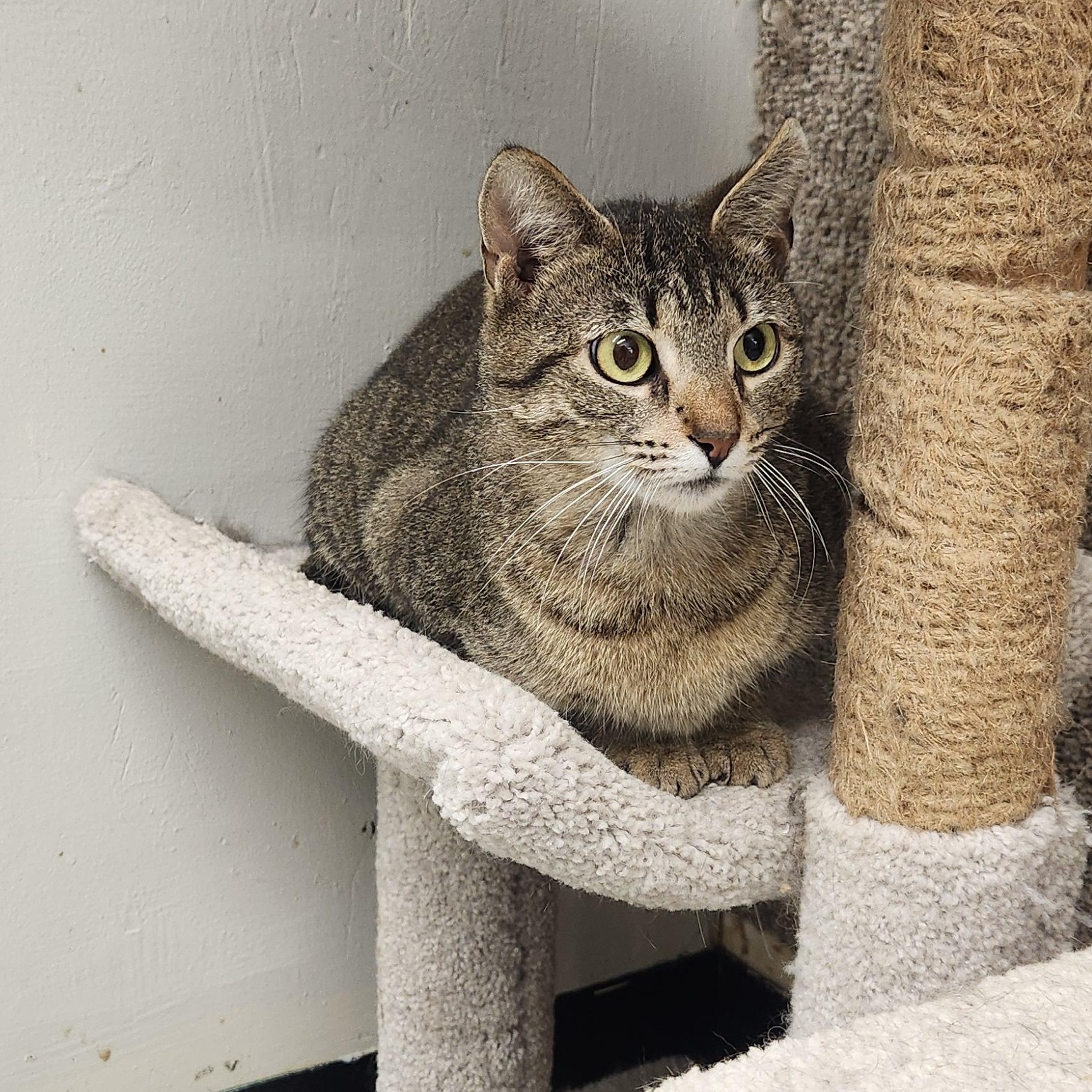 Bella, Adoptable, Adult Female Domestic Short Hair.