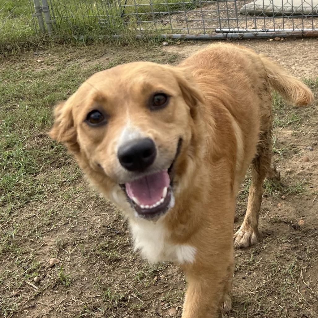 Pudding in NH. Come Meet our Adoptable Dogs Wednesday-Saturday. More info in Bio, an adopted mixed breed in Manchester, NH image 3/5