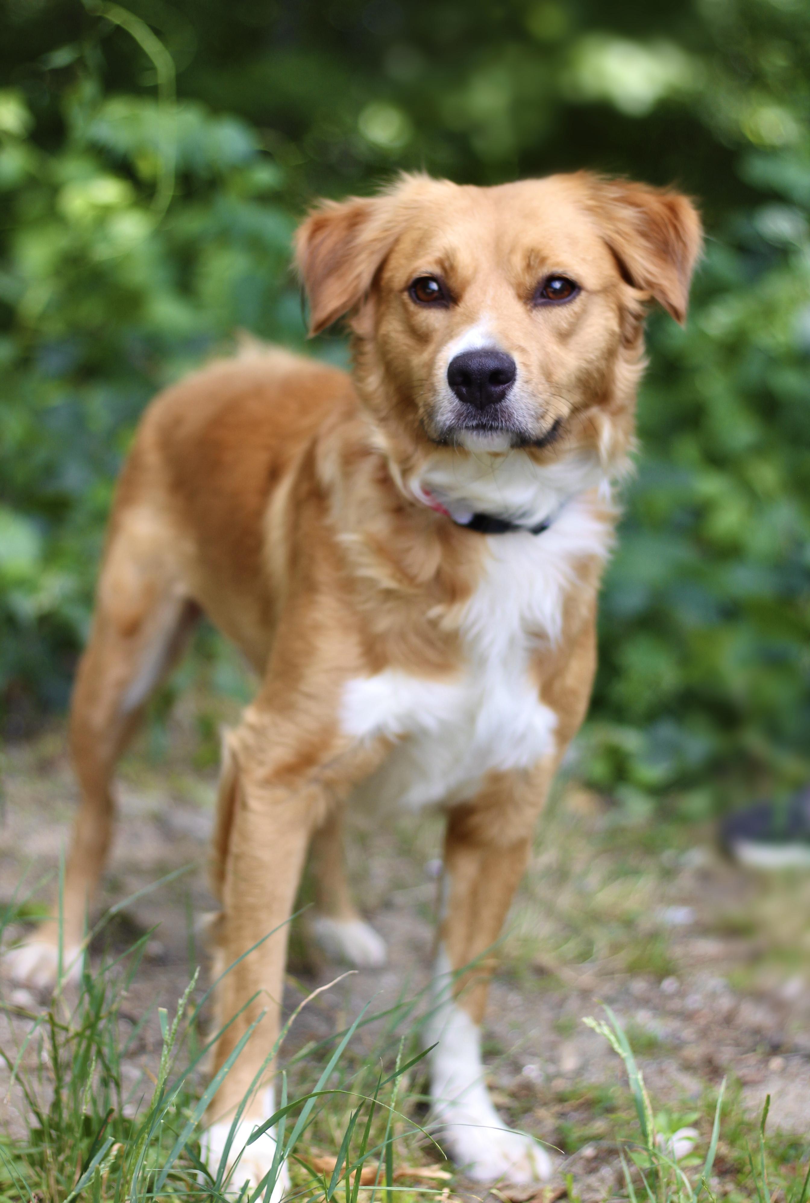 Pudding in NH. Come Meet our Adoptable Dogs Wednesday-Saturday. More info in Bio, an adopted mixed breed in Manchester, NH image 4/5