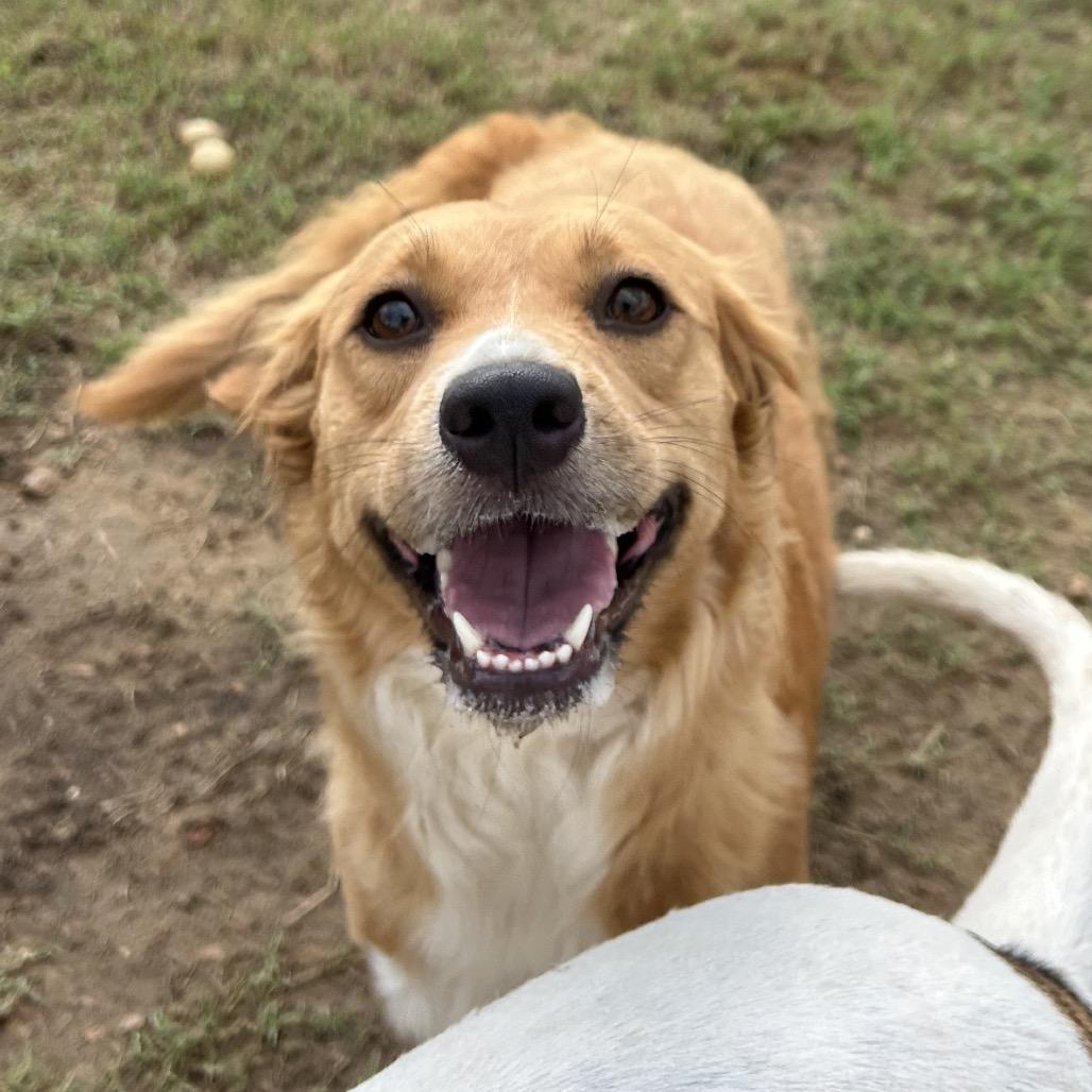 Pudding in NH. Come Meet our Adoptable Dogs Wednesday-Saturday. More info in Bio, adopted, Adult Female Retriever.