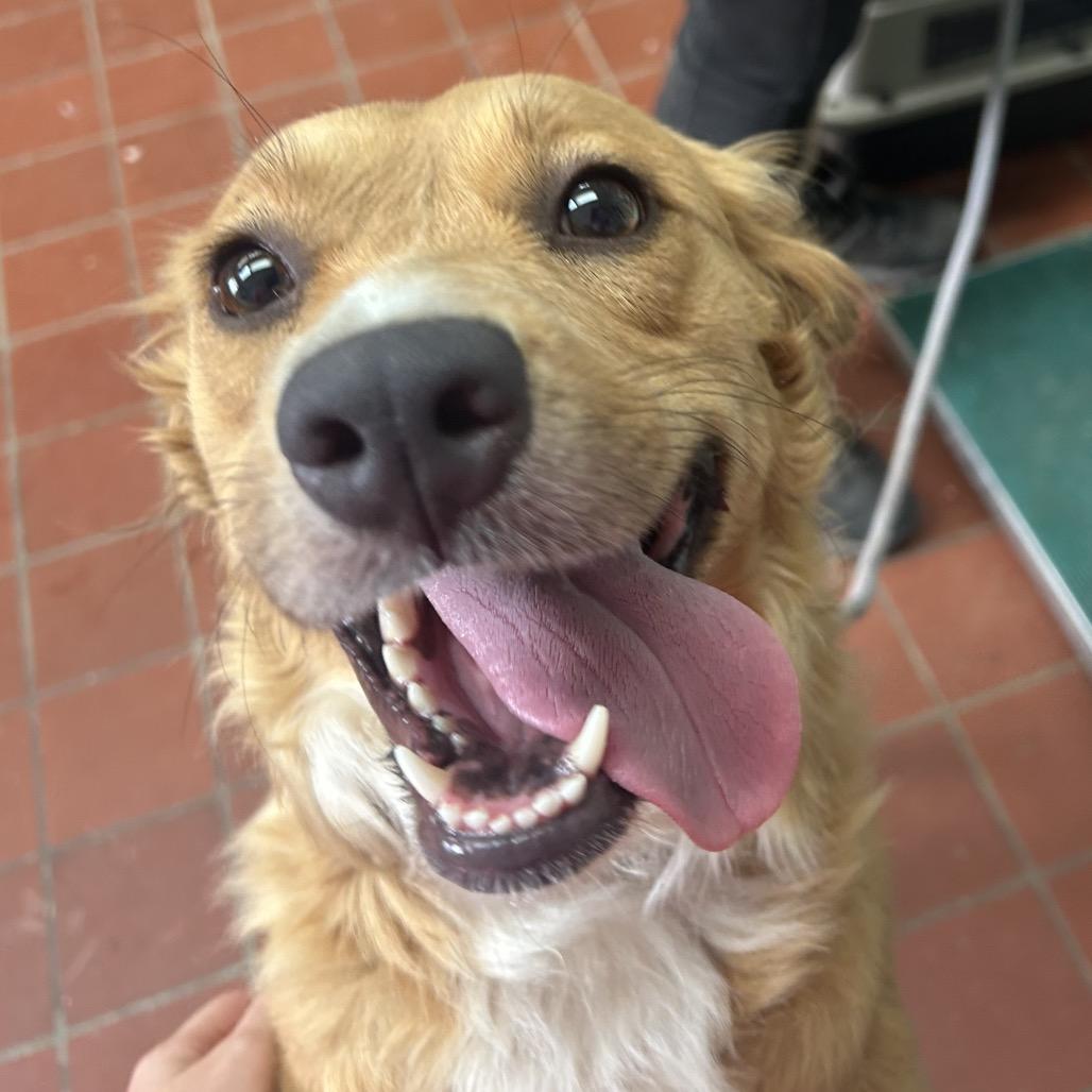Pudding in NH. Come Meet our Adoptable Dogs Wednesday-Saturday. More info in Bio, an adopted mixed breed in Manchester, NH image 2/5