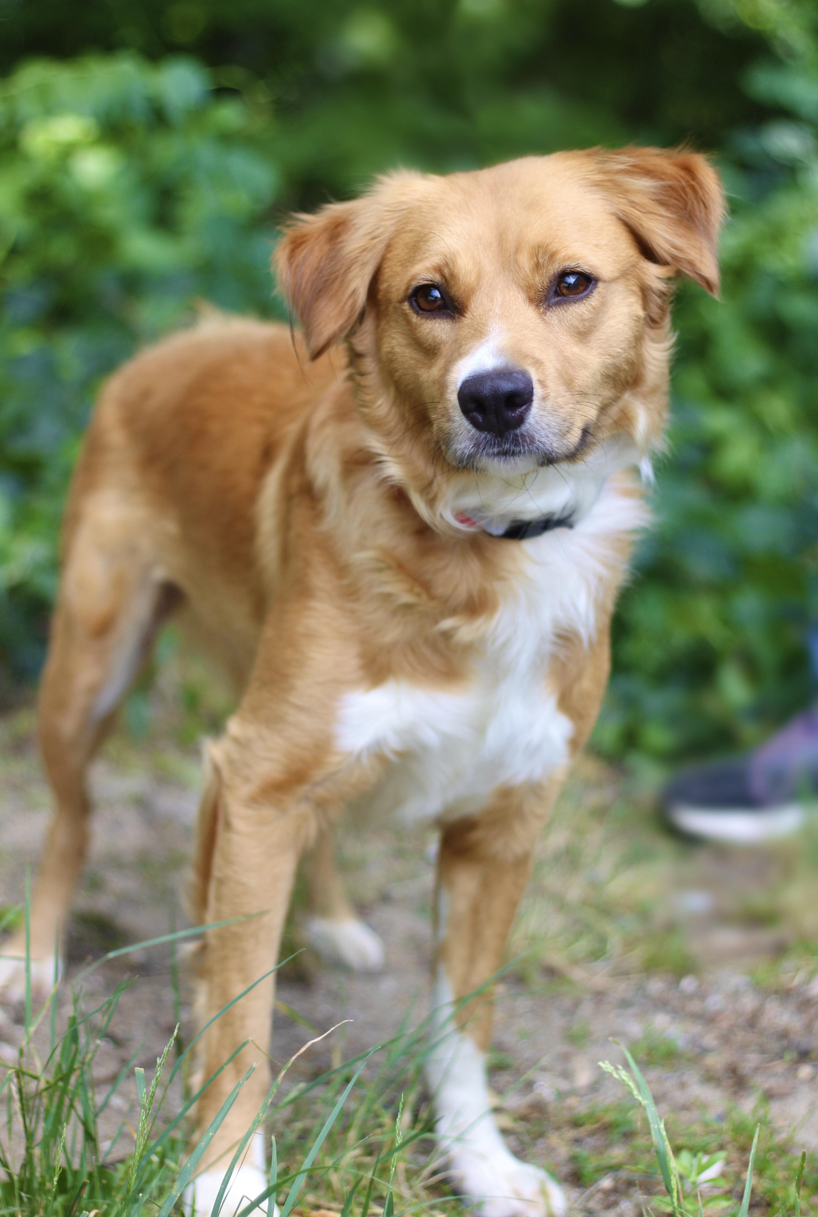 Pudding in NH. Come Meet our Adoptable Dogs Wednesday-Saturday. More info in Bio, an adopted mixed breed in Manchester, NH image 5/5