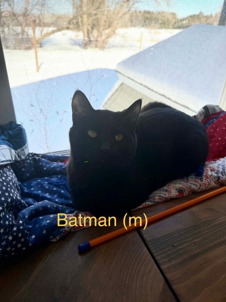 Enlarge Batman, a Adoptable Domestic Short Hair in Cloquet, MN image 1/1