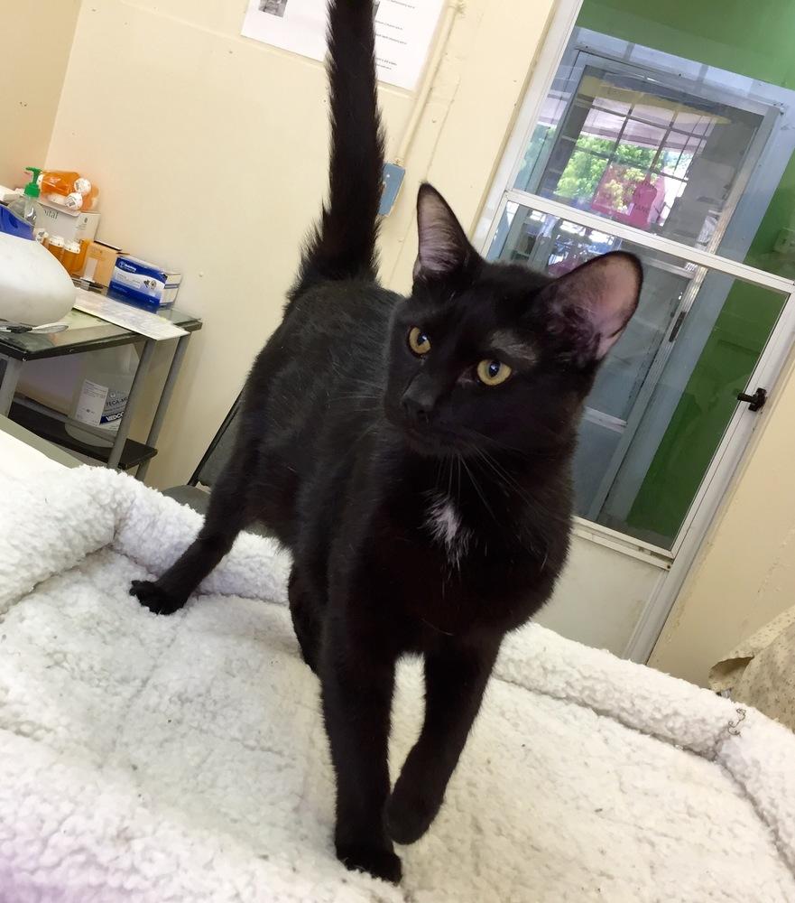 Slinky (1974), Adopted, Adult Male American Shorthair.