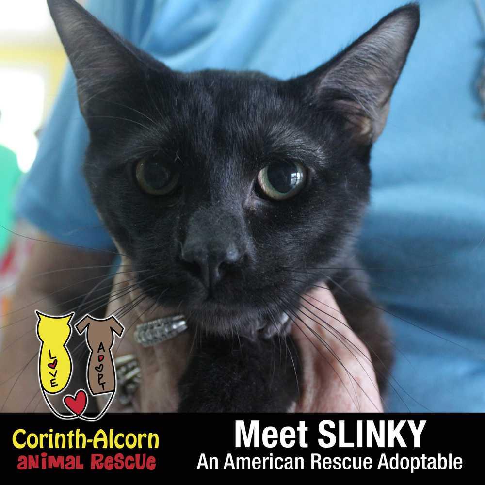 Enlarge Slinky (1974), a Adopted American Shorthair in Corinth, MS image 2/2