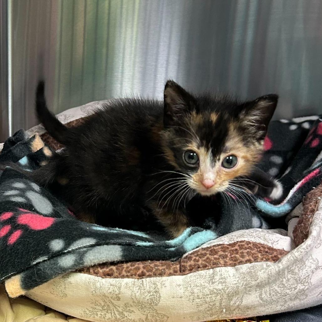 Salty Spitoone, Adoptable, Kitten Female Domestic Short Hair.