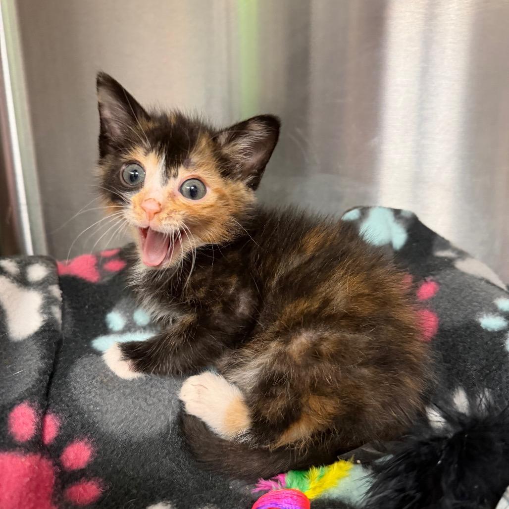 Salty Spitoone, a Adoptable Domestic Short Hair in Waynesville, NC image 2/6